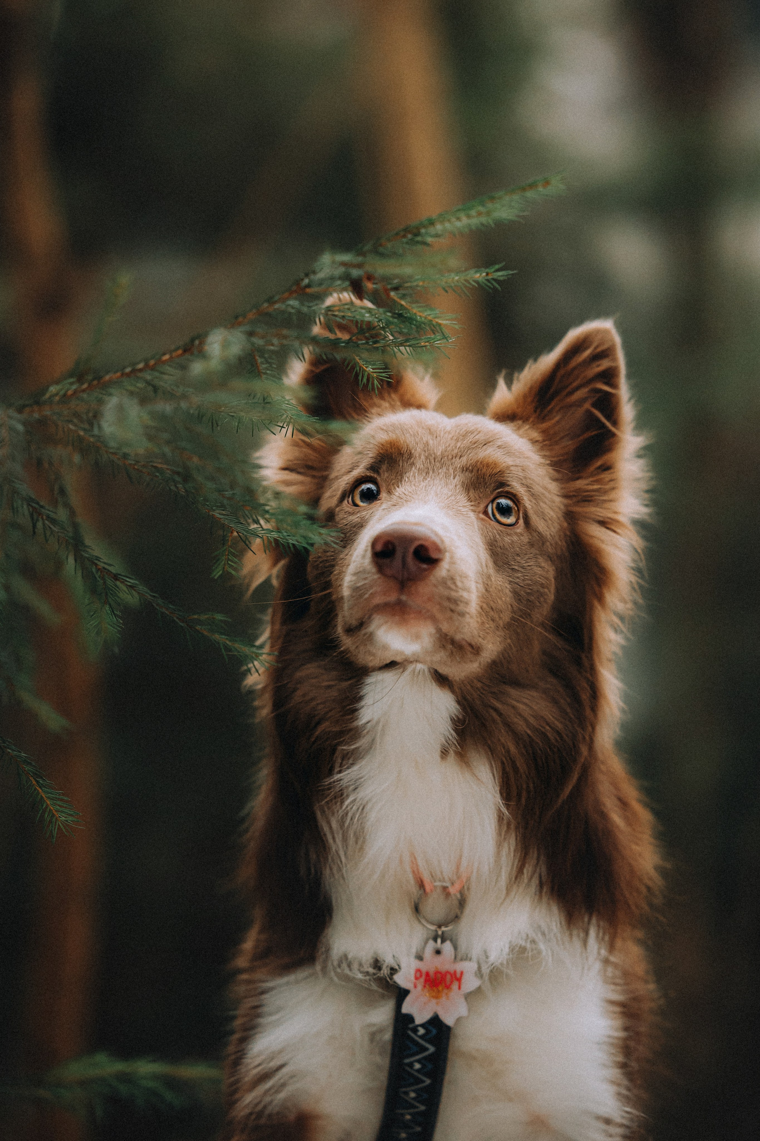 Полина, Милли и Паддингтон