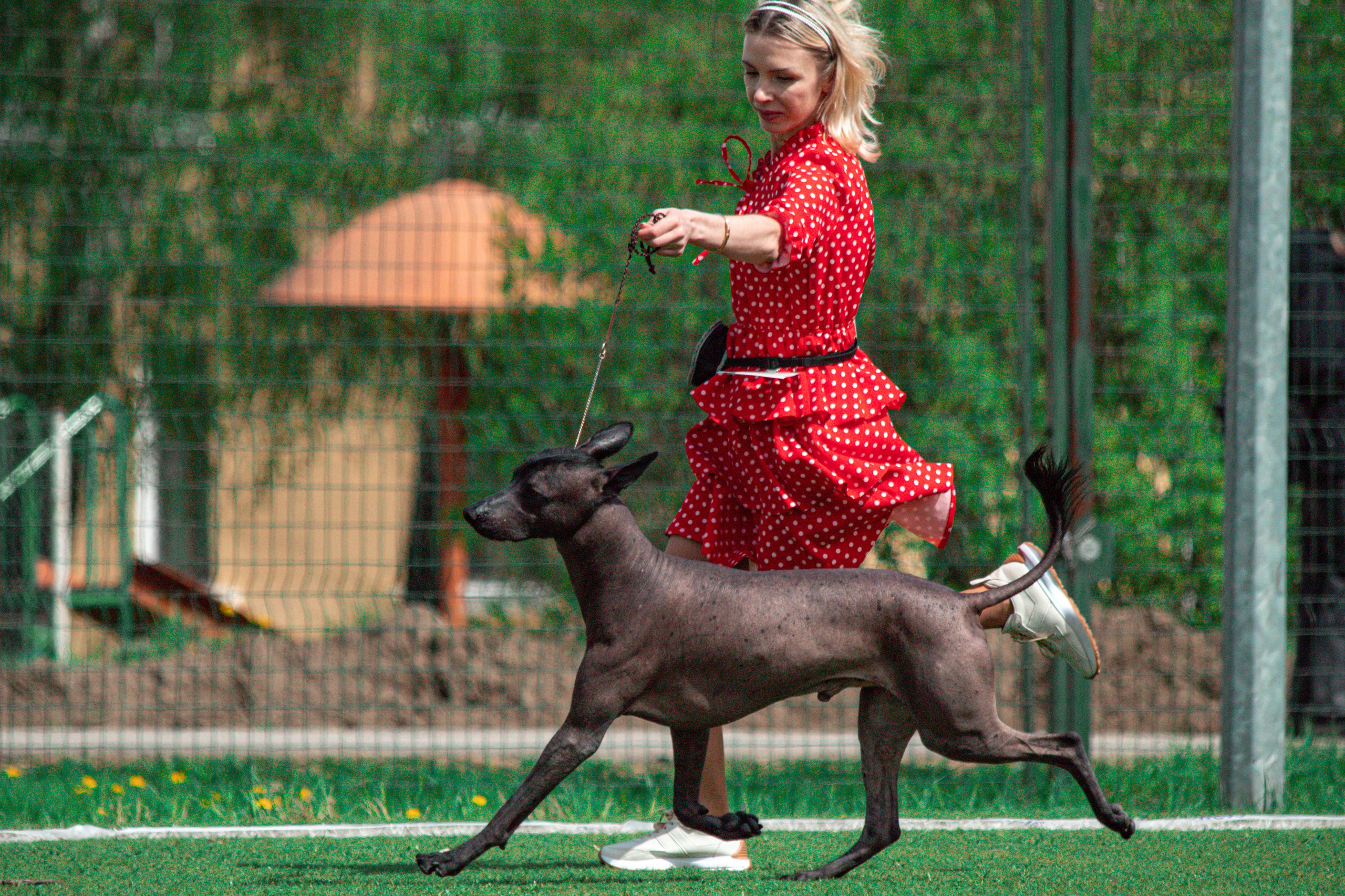 Ксолоитцкуинтли фотографии 