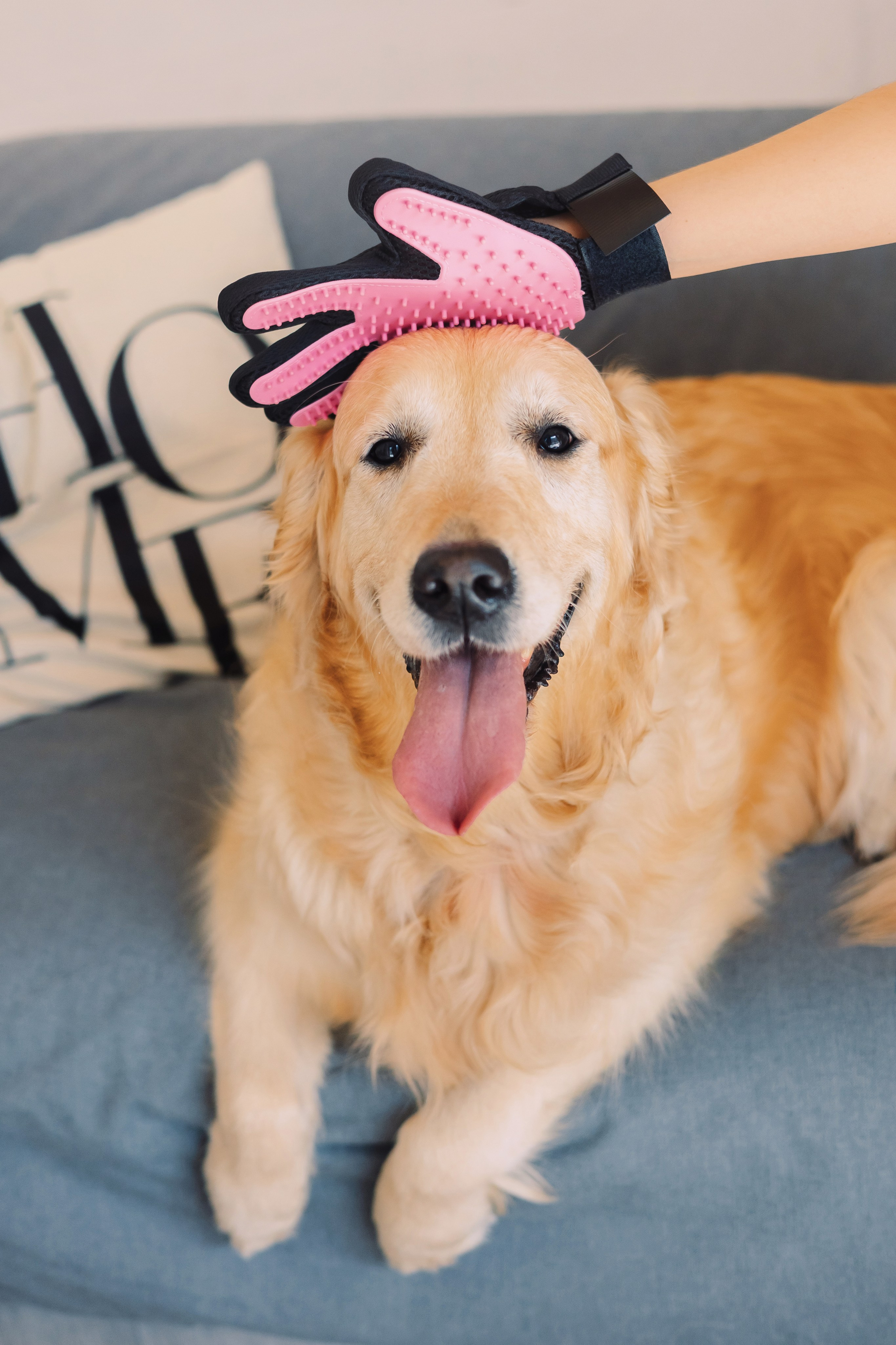 Магазин Friend of mine. Фотограф-анималист Елена Радченко, Москва