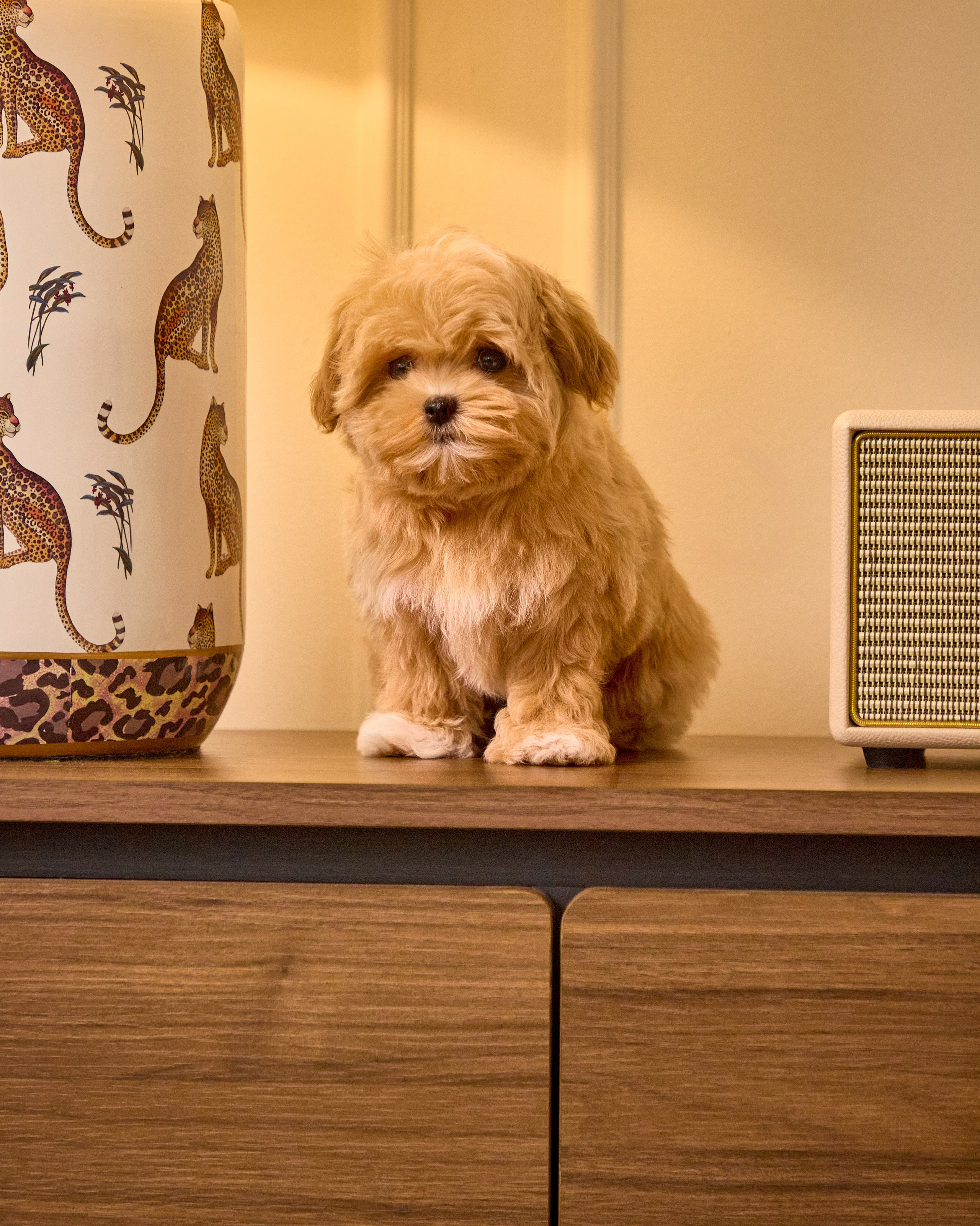 Dogs Maltipu commercial shoot. Святослав Лебедев | Рекламный фотограф — Коммерческая съемка, Арт-дирекшн, AI-интеграция