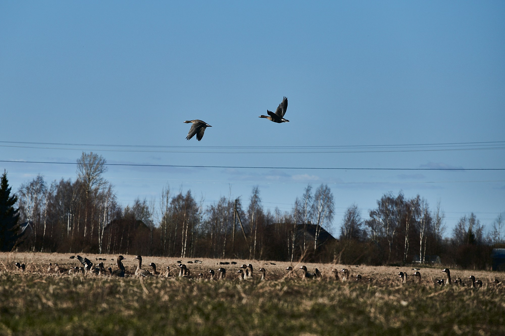 Олония — гусиная столица. Юлия Иванова. Фотограф для лучших моментов