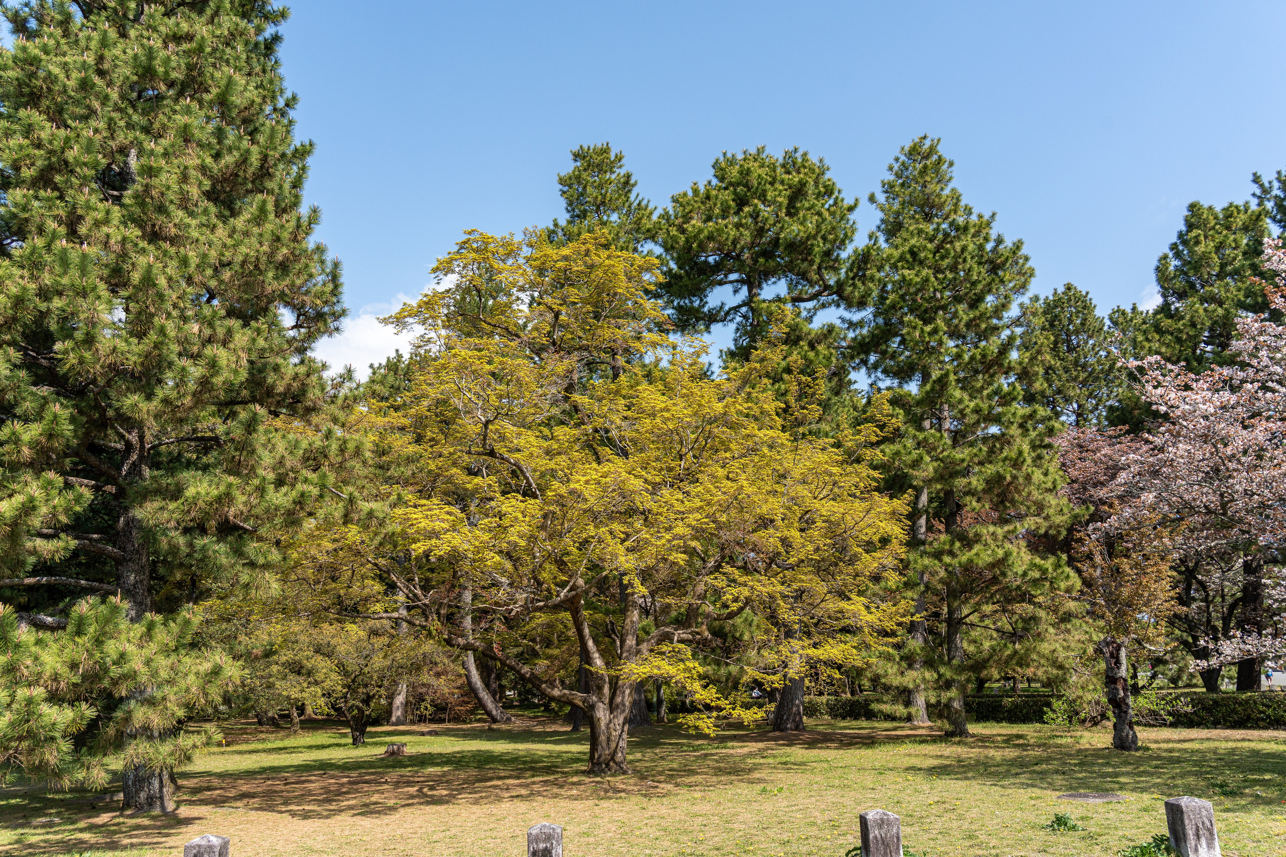 Япония, сакура. Творческие сьемки