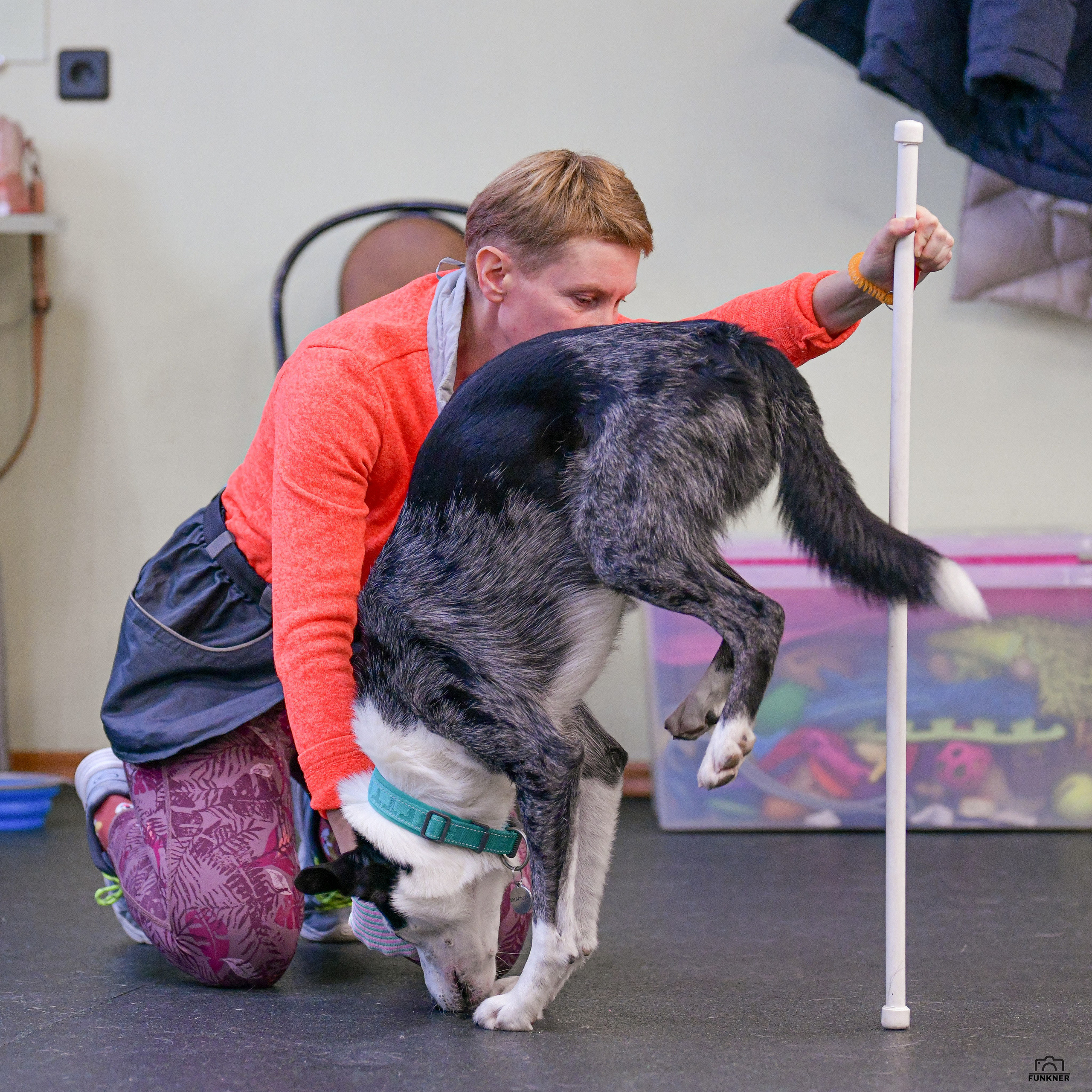 Кинологический клуб «Бодрый хвост». Свой взгляд через объектив