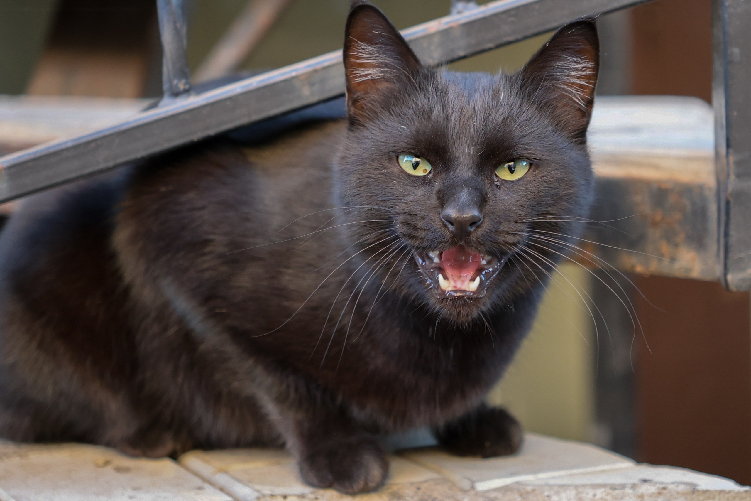 В мире животных. Фотограф Дмитрий Алексеев