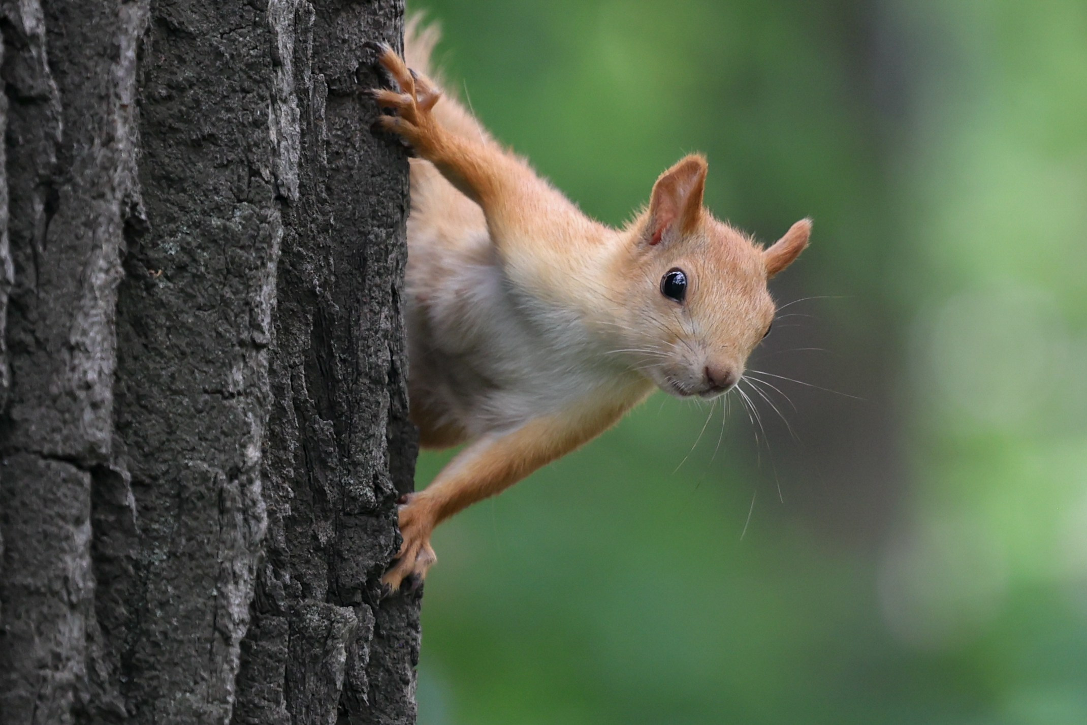 В мире животных. Фотограф Дмитрий Алексеев
