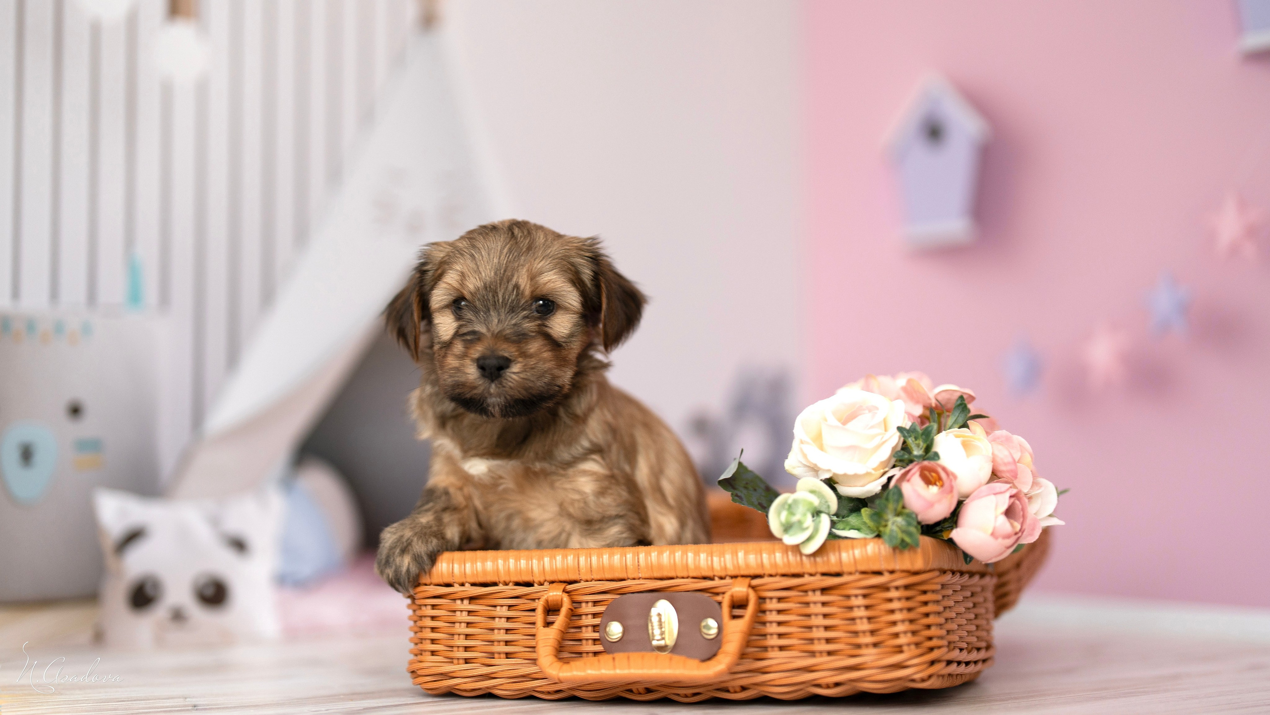 Тибетские терьеры 1мес. Фотограф-анималист Асадова