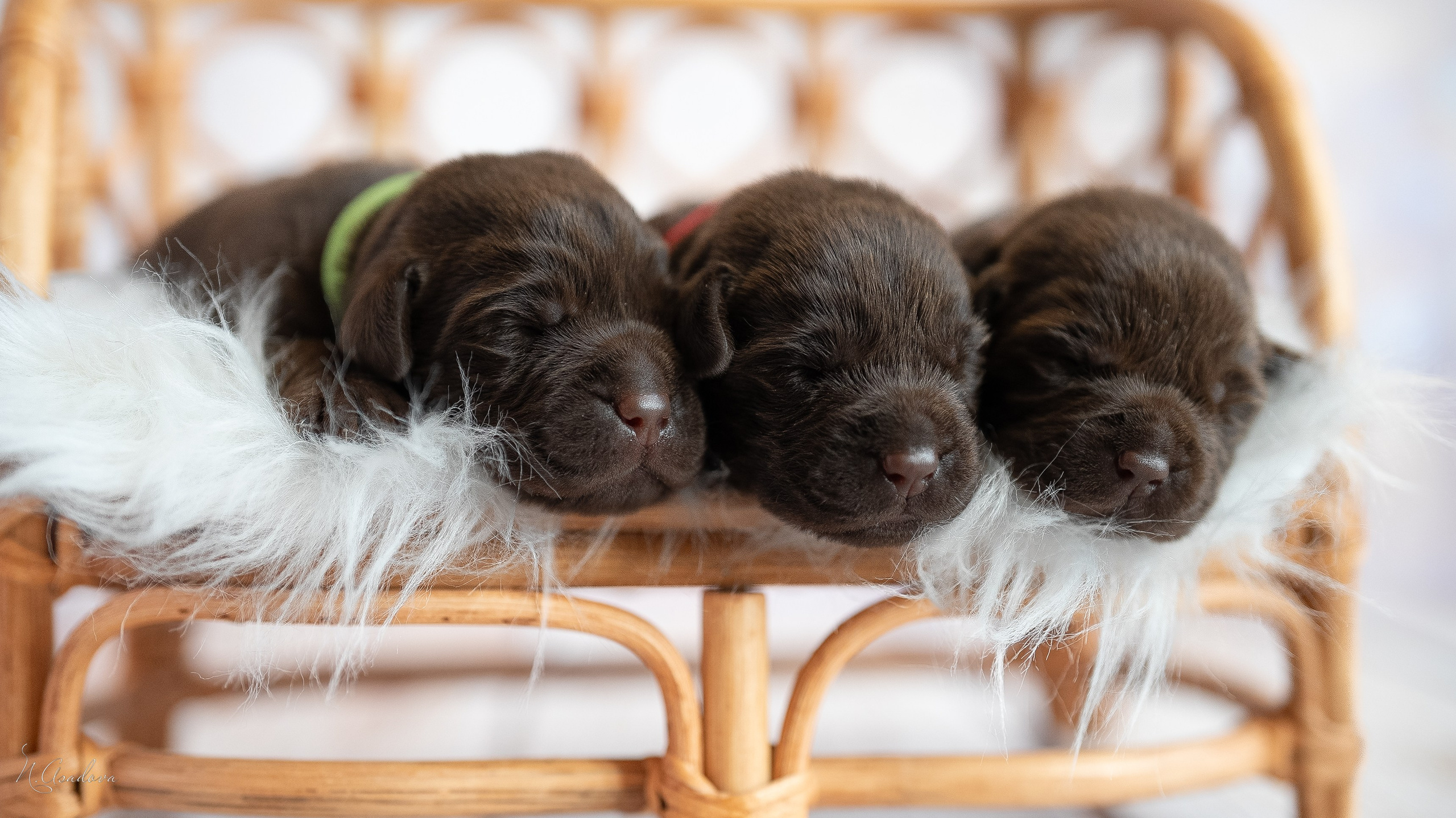 Новорожденные лабрадоры. Фотограф-анималист Асадова