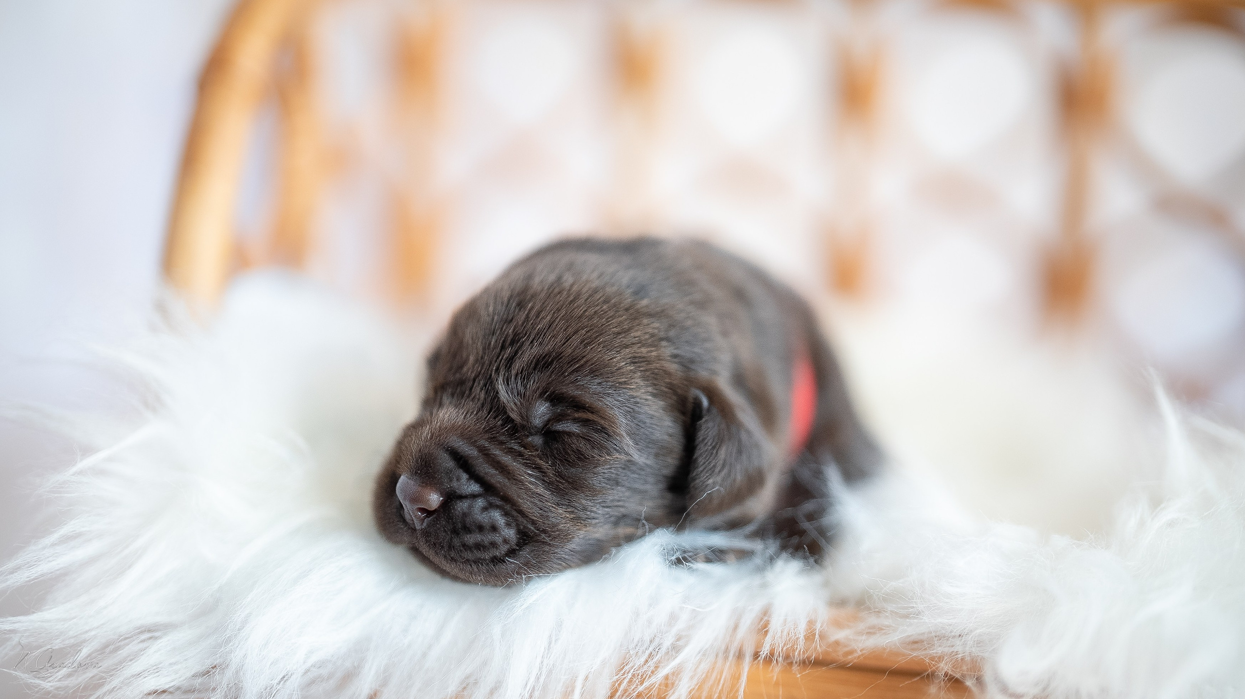 Новорожденные лабрадоры. Фотограф-анималист Асадова