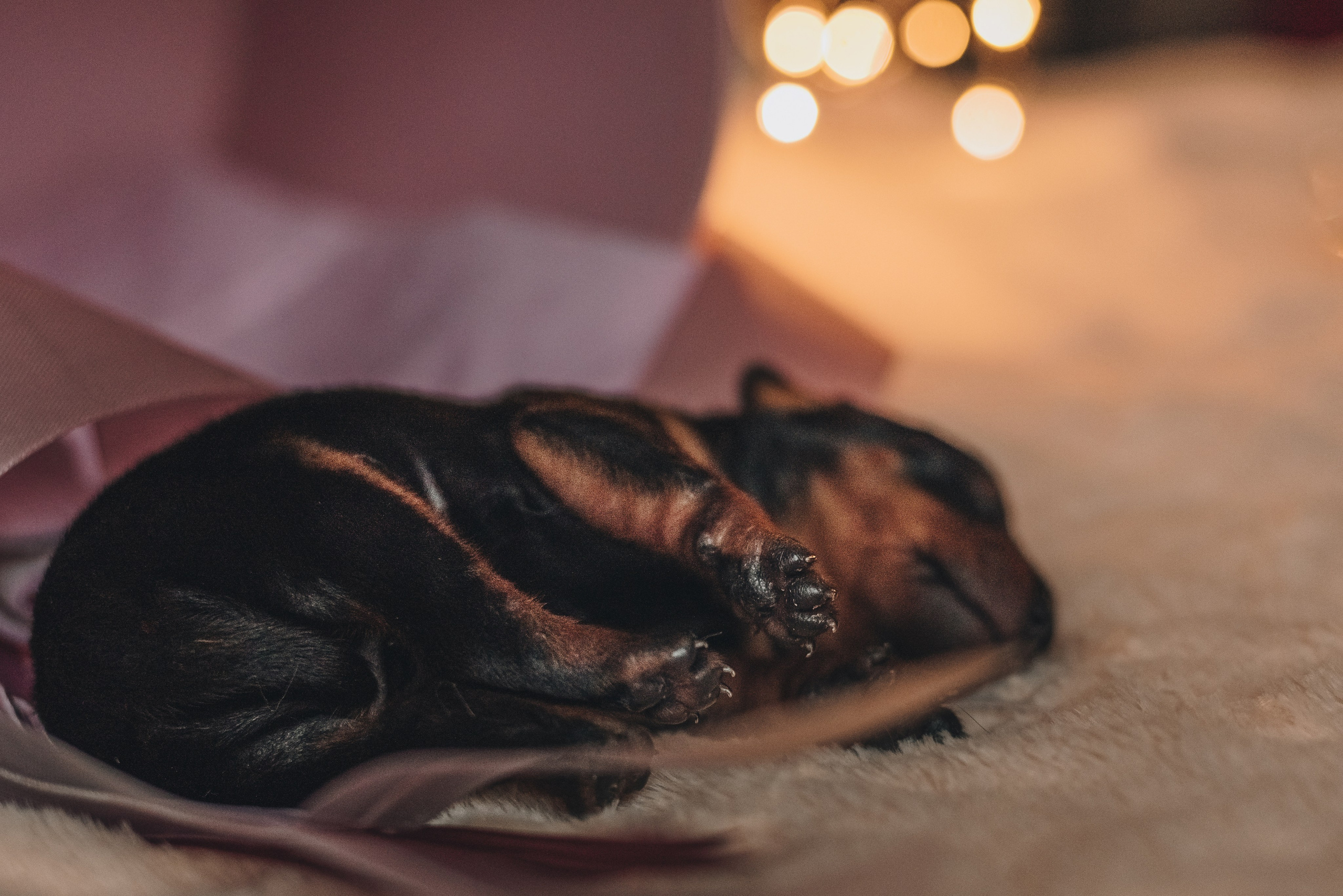 Pinschers. Natalia Finch Photography — Family, Kids & Pet Photographer in Chicago, IL