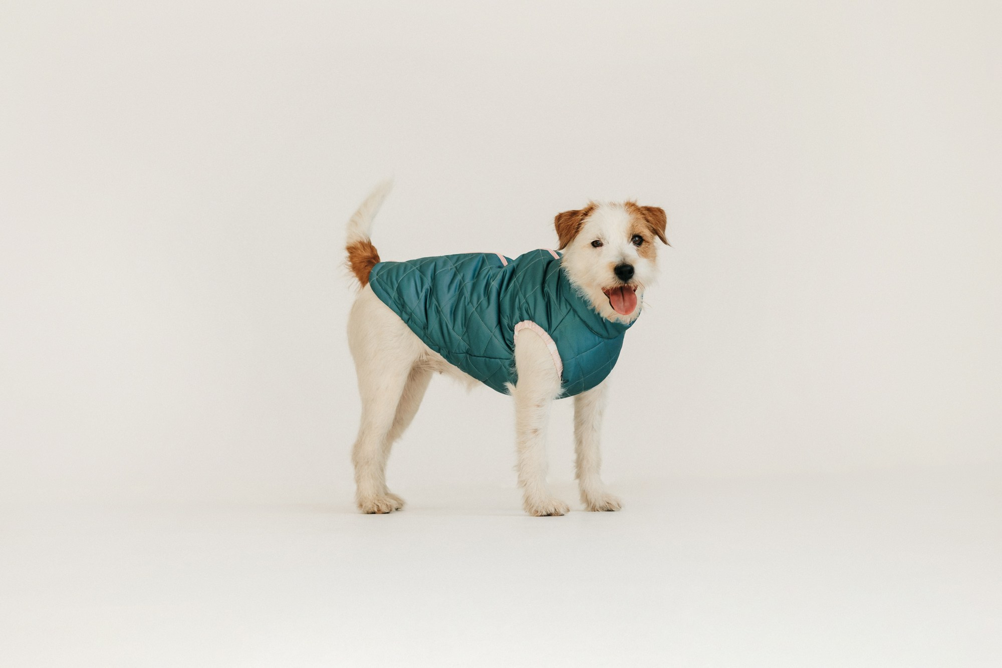 Одежда Lapa`s brand. Фотограф-анималист Елена Радченко, Москва