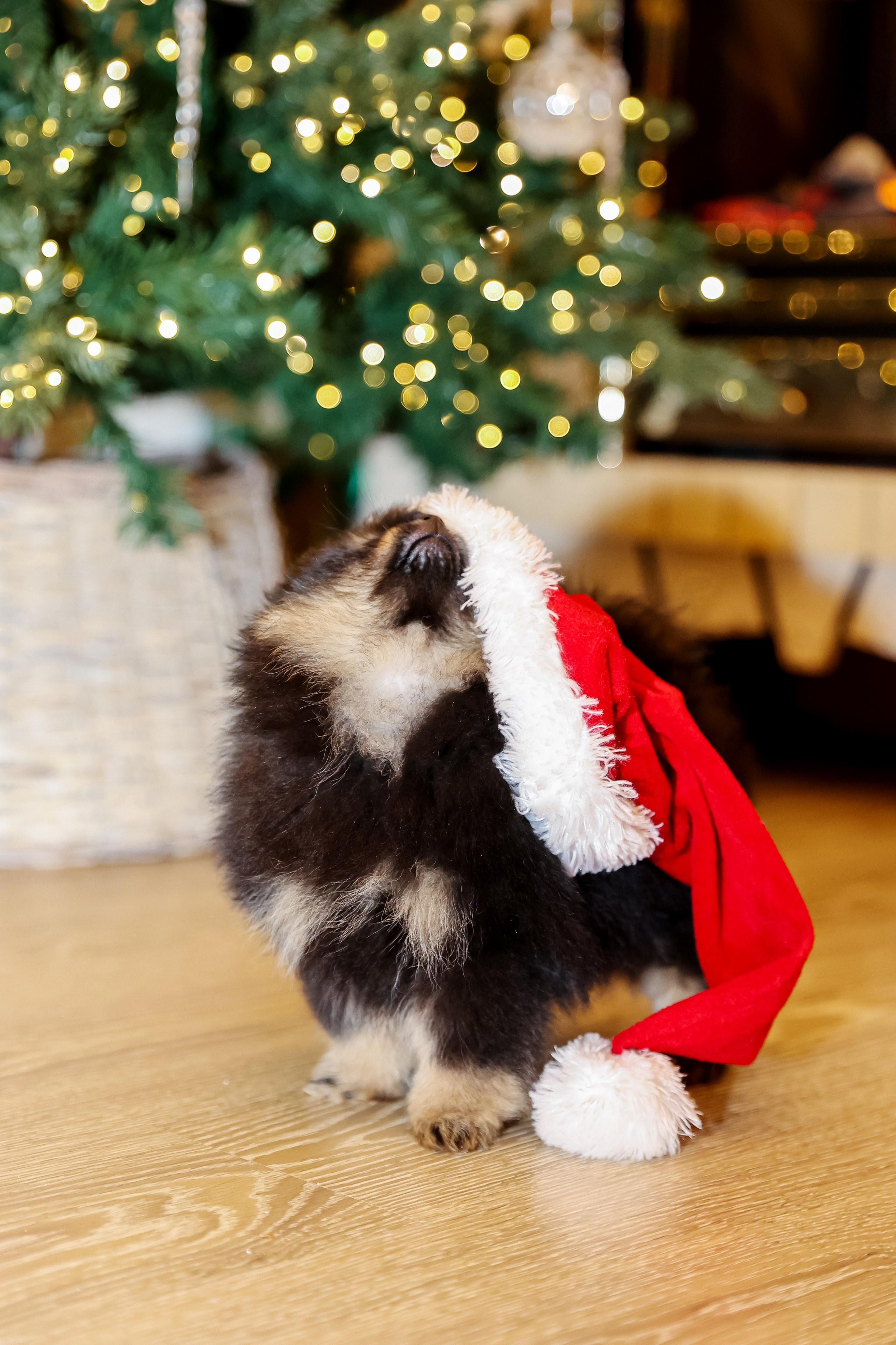 Съемка щенков шпица. Фотограф — Татьяна Кириллова, г. Санкт-Петербург