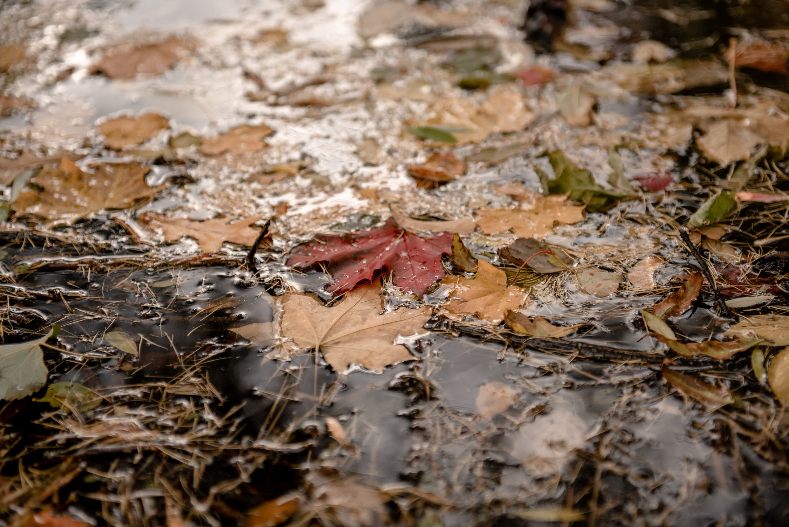 Елагин остров. Свадебный фотограф Тюмень / Санкт — Петербург Миронова Наталия