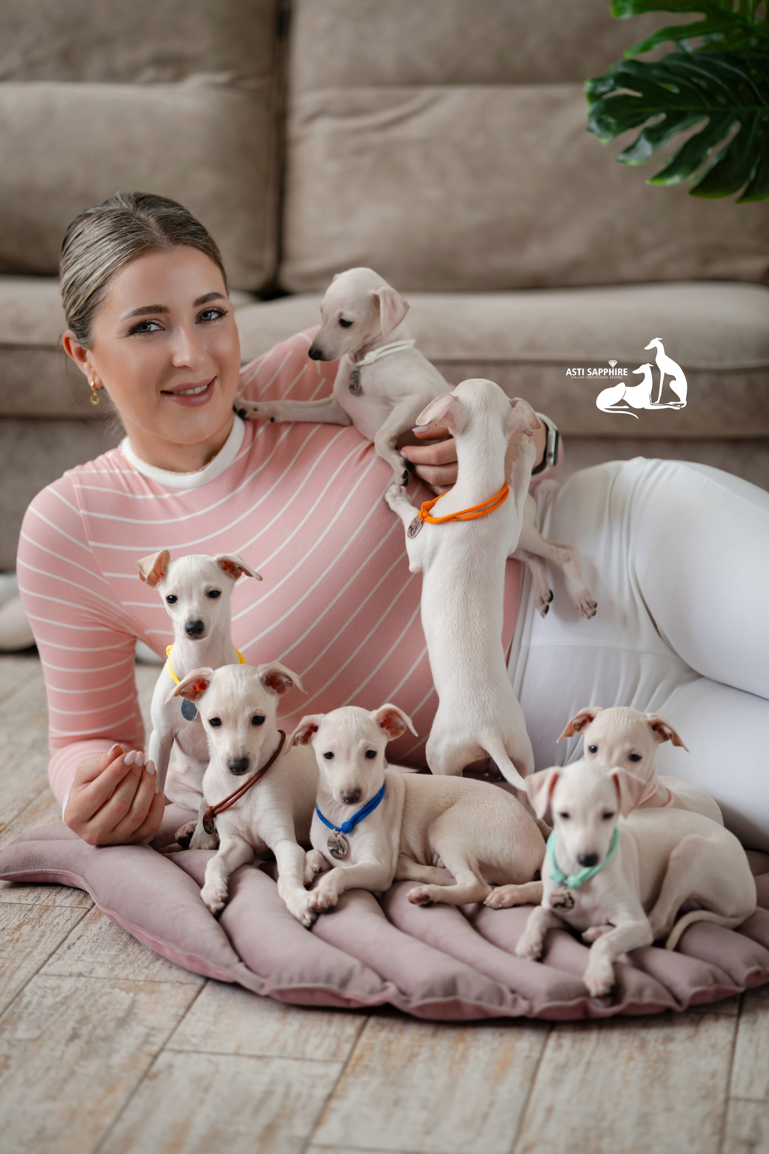 Белоснежные. Professional Italian Greyhound Kennel RKF/FCI ASTI SAPPHIRE 💎 Sochi|St. Petersburg