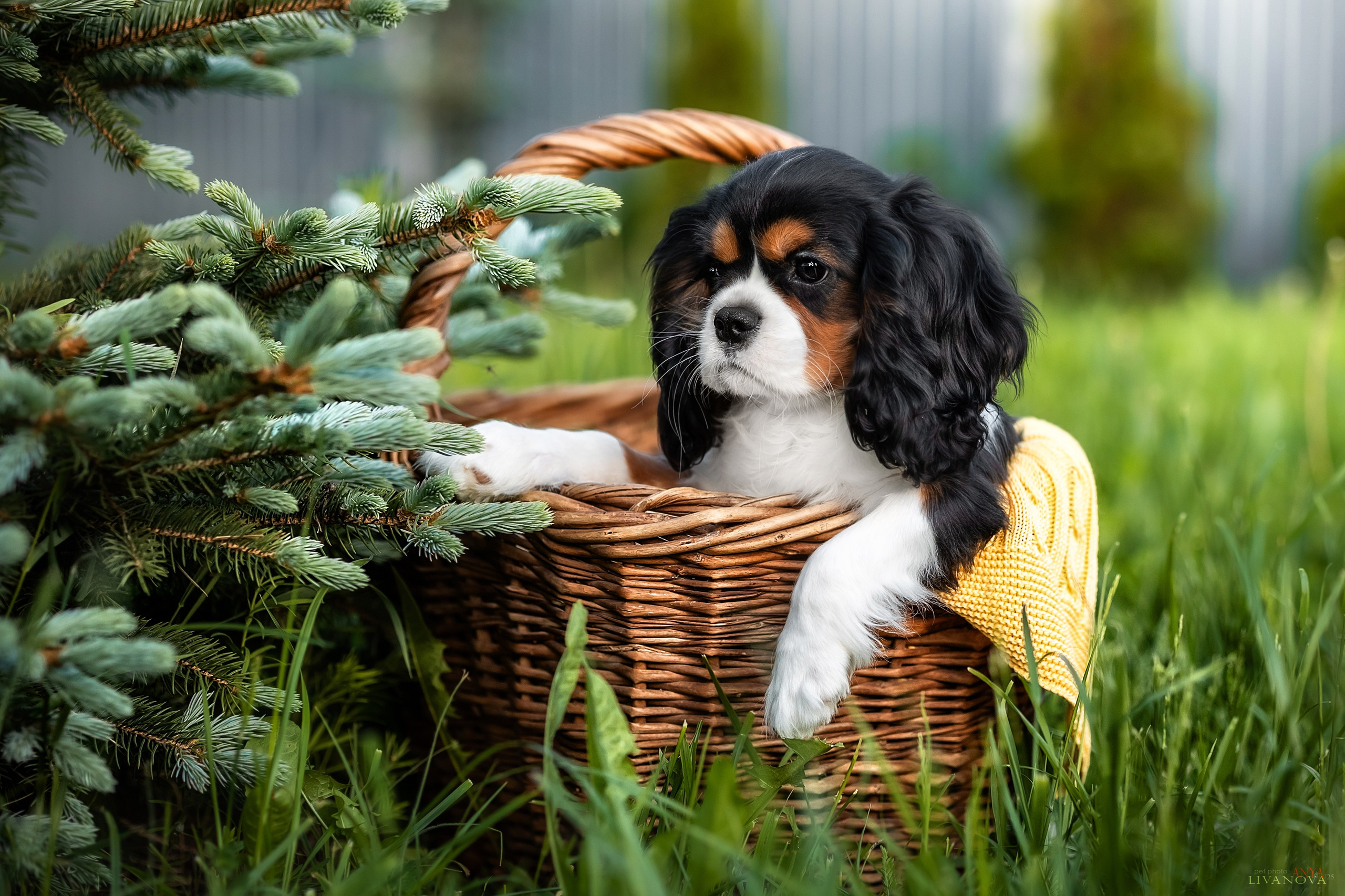 Кавалерчик. Фотограф анималист Аня Ливанова | Рыбинск