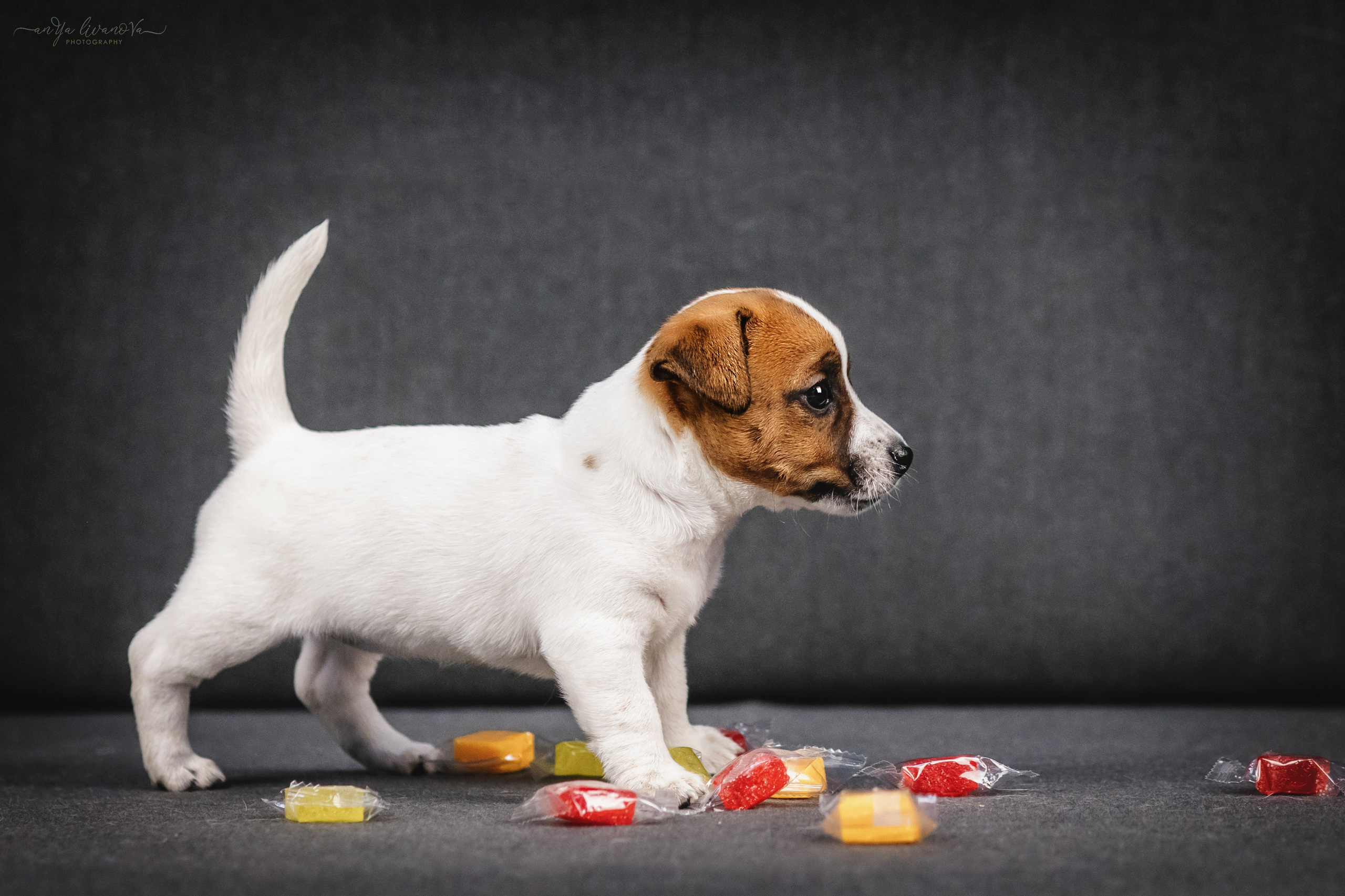 Джеки. Фотограф анималист Аня Ливанова | Рыбинск