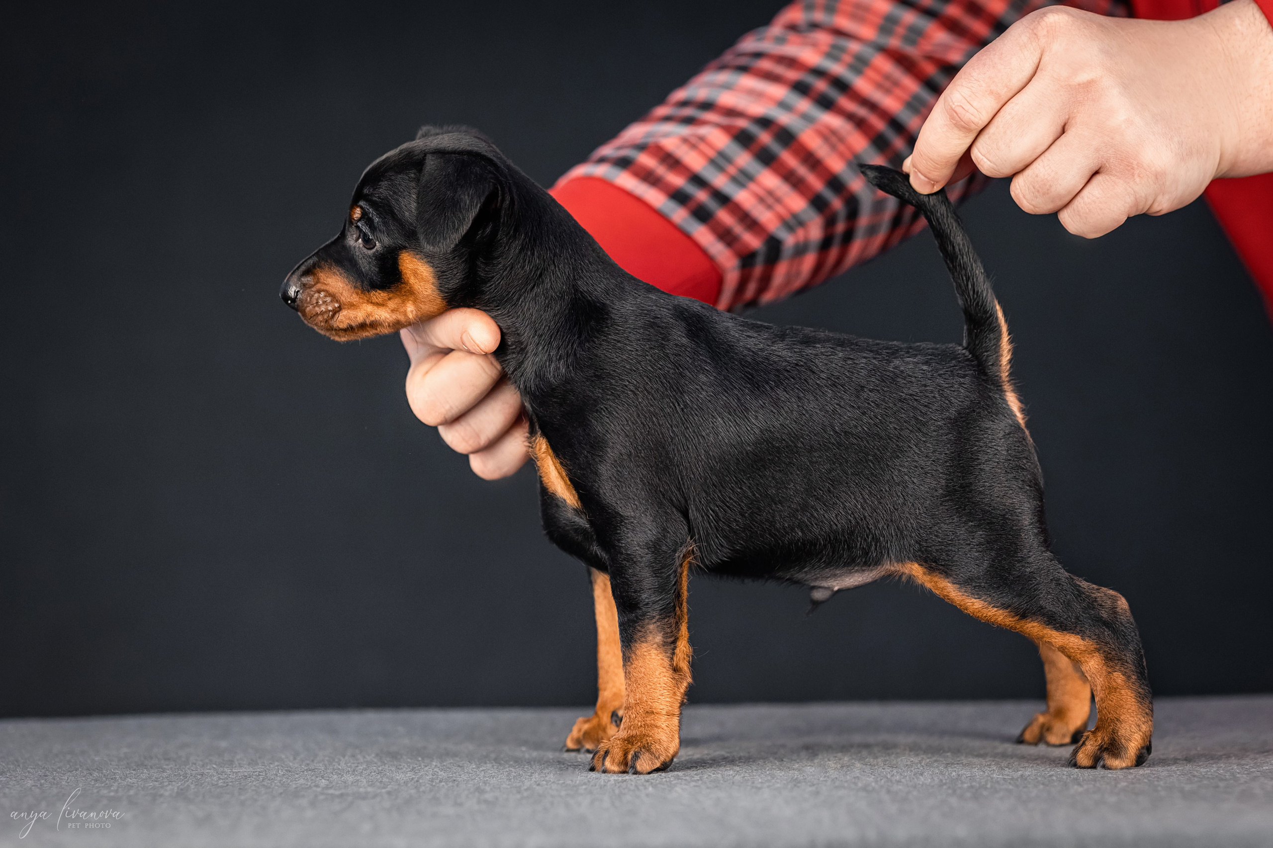 Пинчер. Фотограф анималист Аня Ливанова | Рыбинск