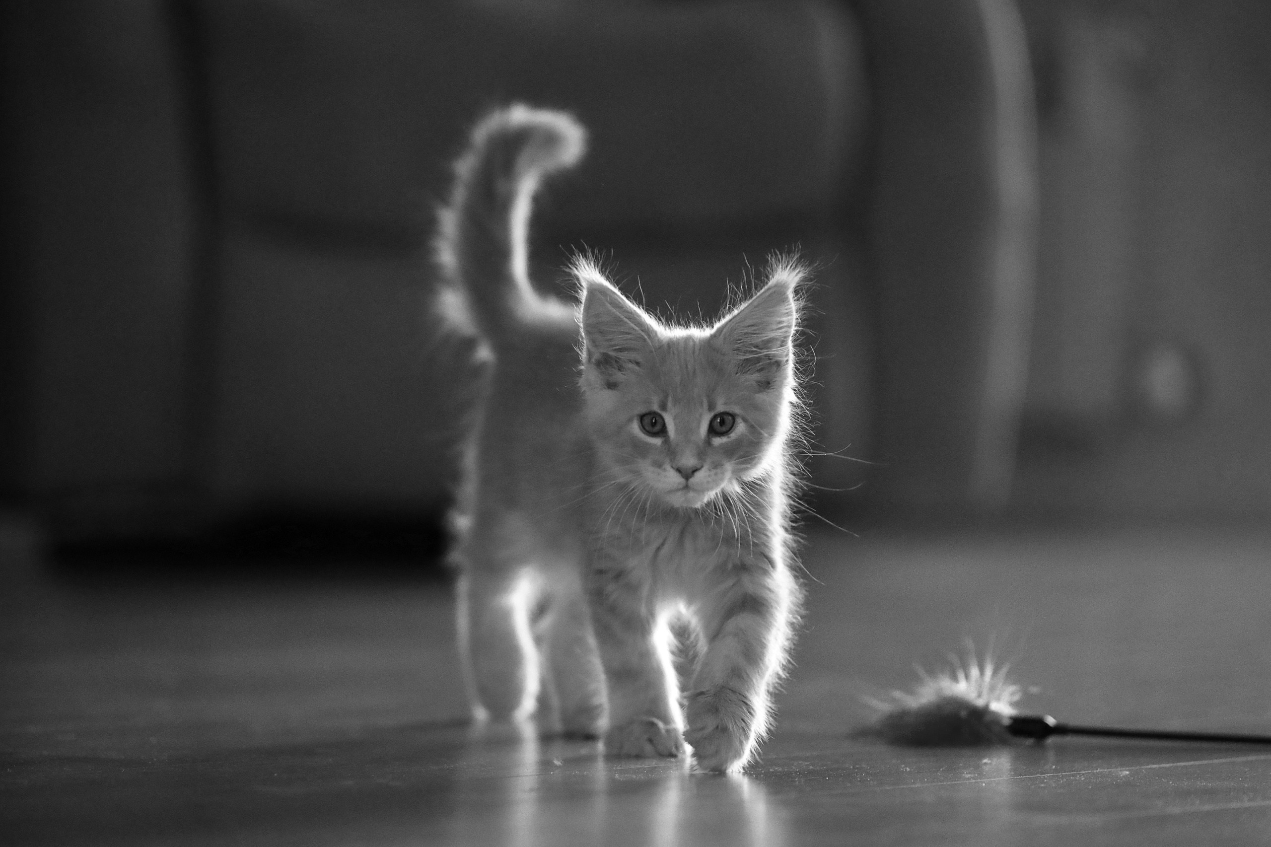 Четвероногие друзья. Репортажный, семейный, школьный фотограф в Иванове Инна Крылова