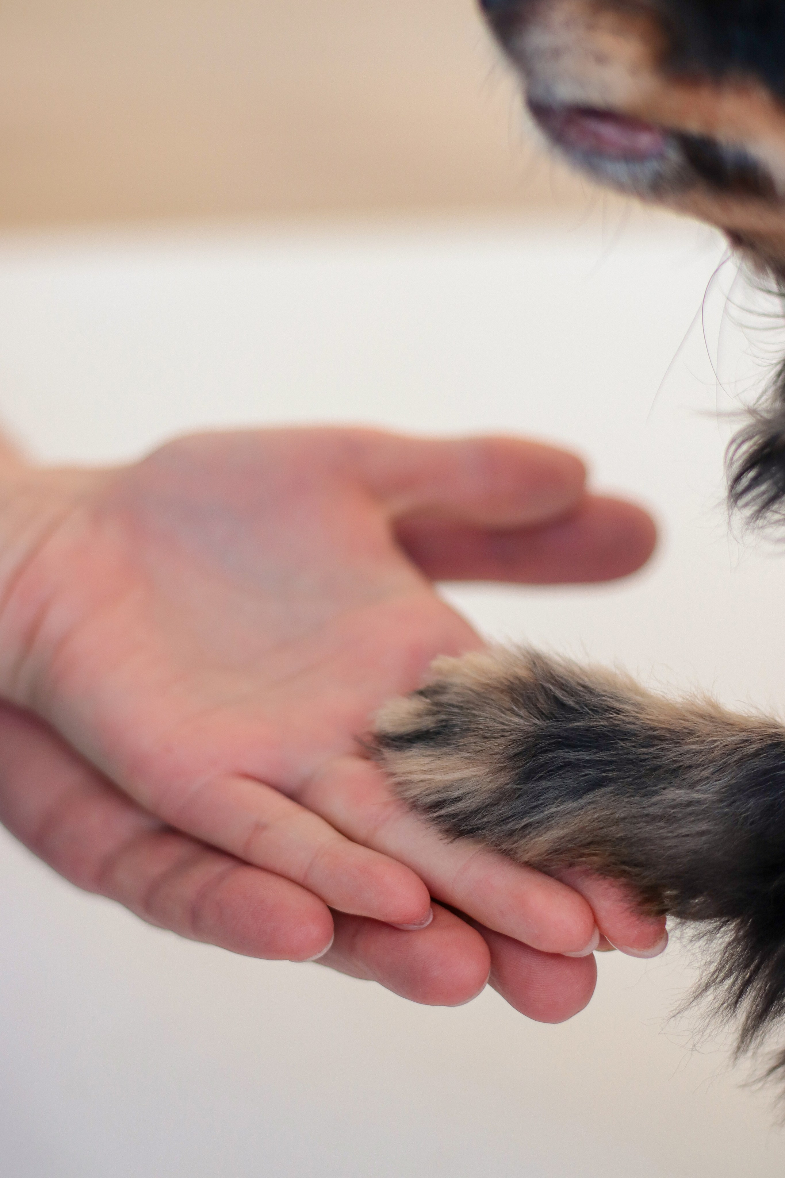 Маша, Саша и Бэлла. Фотограф Химки Анна Татарских