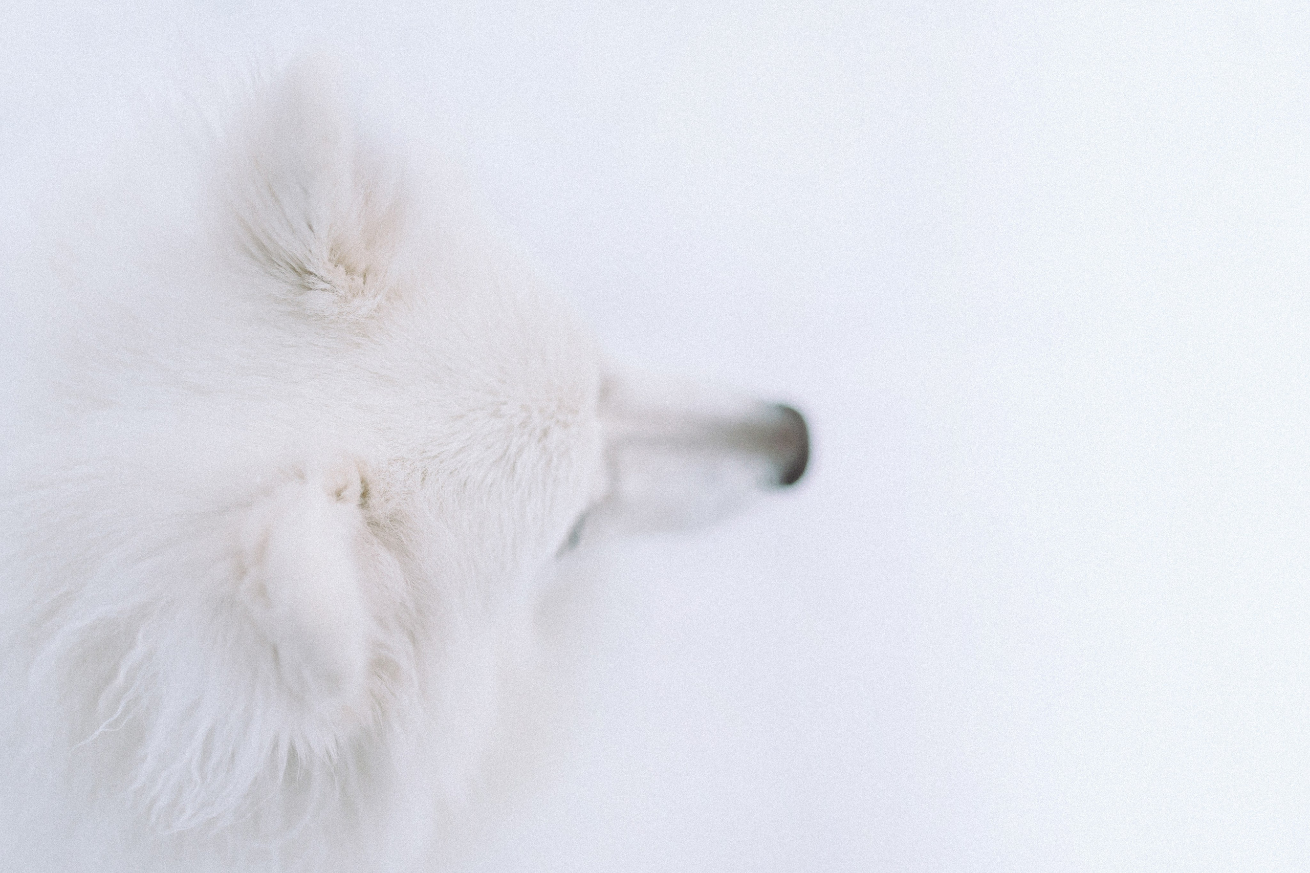 Шани и ее семья