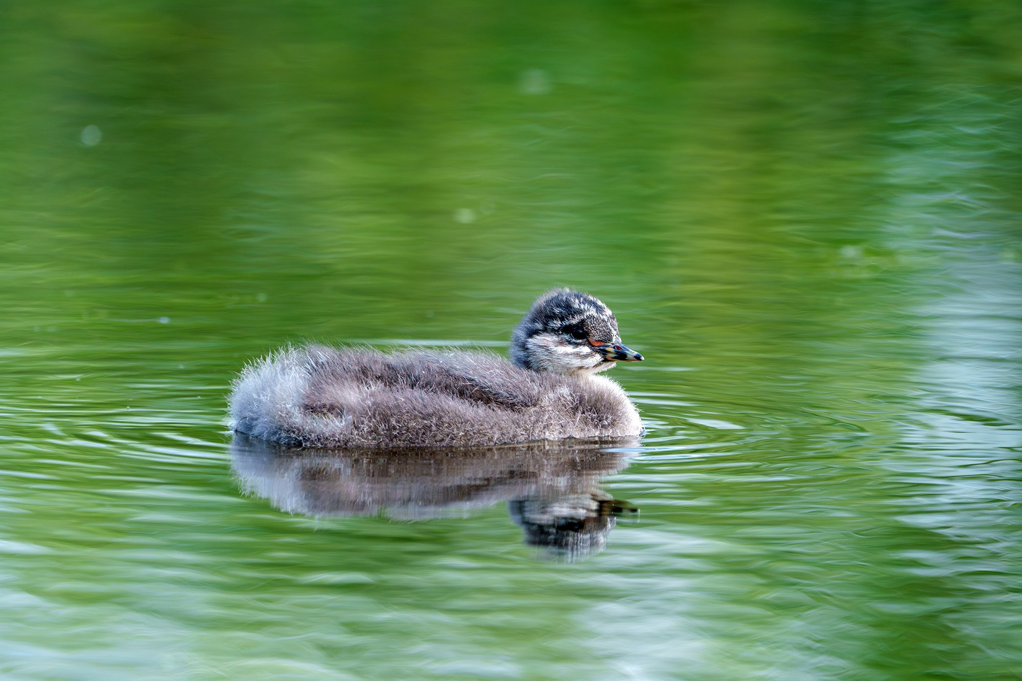 Удивительные мир птиц. Вокруг нас столько прекрасного — присмотритесь!. Ваш личный фотограф Марина Волкова