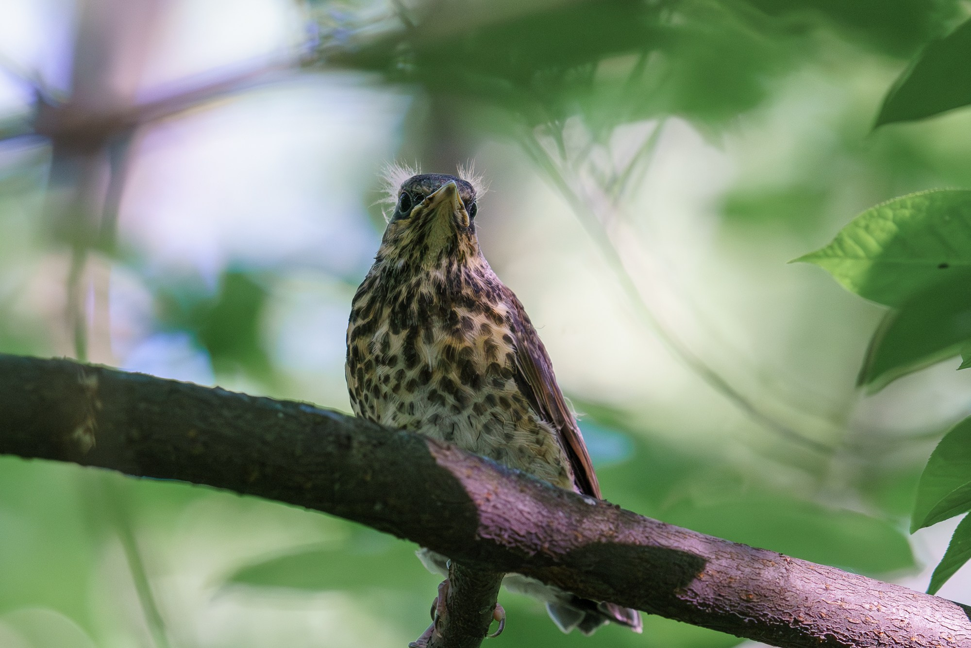 Удивительные мир птиц. Вокруг нас столько прекрасного — присмотритесь!. Ваш личный фотограф Марина Волкова