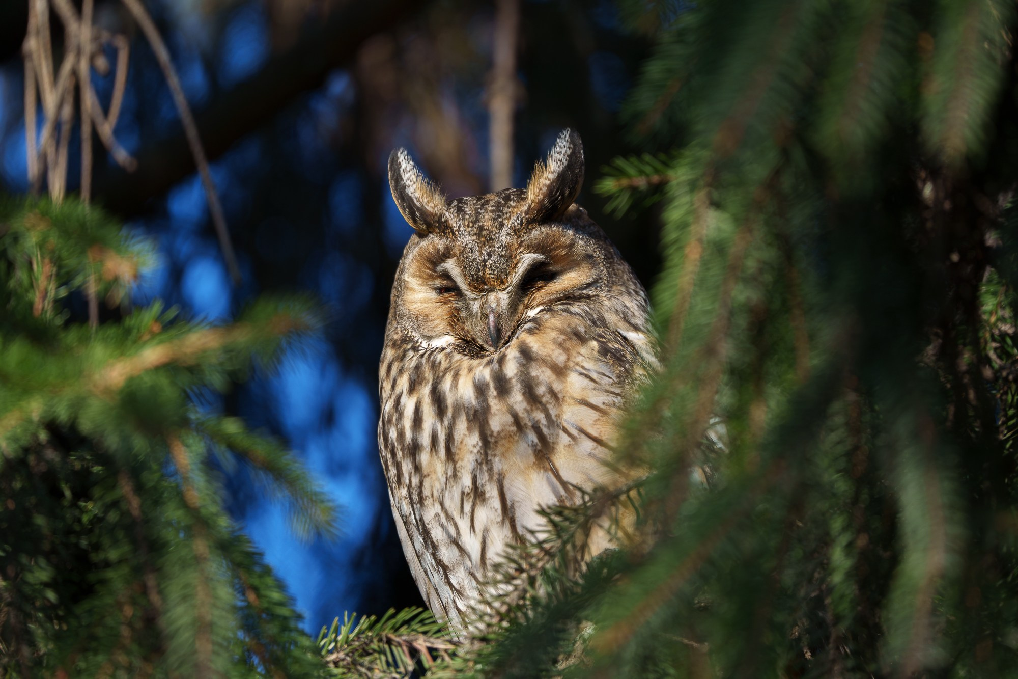 Удивительные мир птиц. Вокруг нас столько прекрасного — присмотритесь!. Ваш личный фотограф Марина Волкова