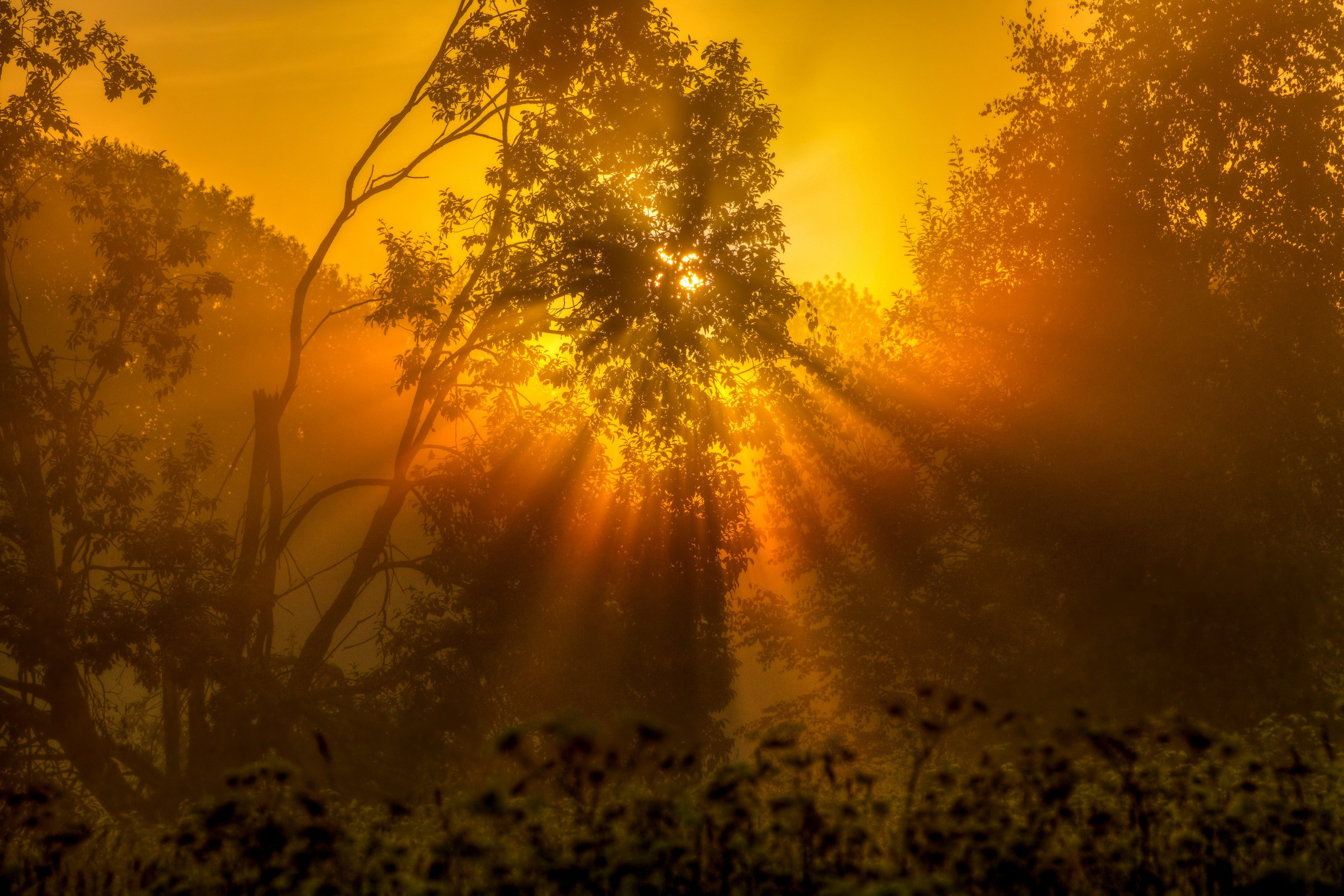Пейзажный фотограф, Фотографии дикой природы. Foto-Zuev фотография как искусство
