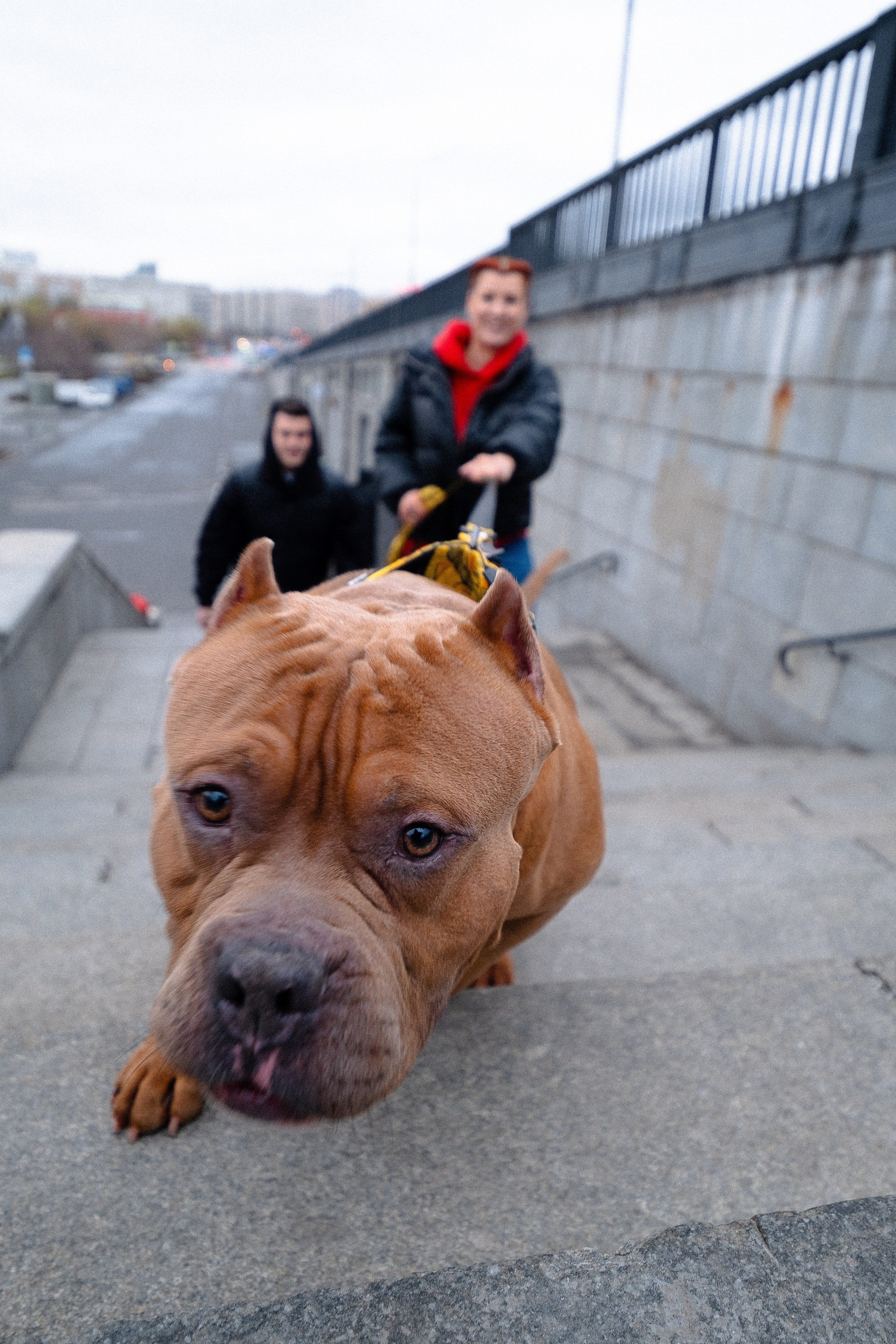 Спай и его семья. Фотограф и видеограф анималист Аганина Дарья