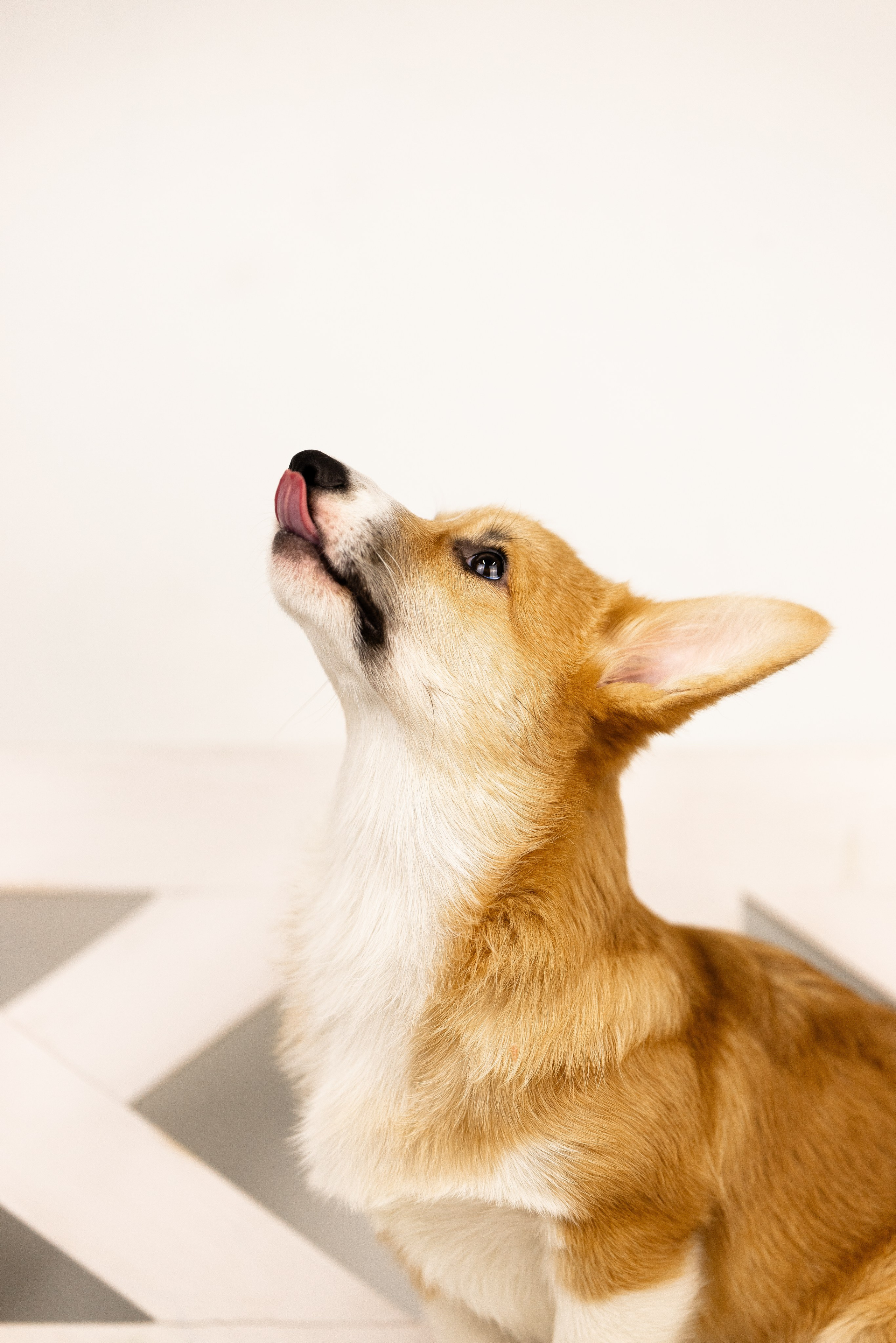 Корги. Фотограф и видеограф анималист Аганина Дарья