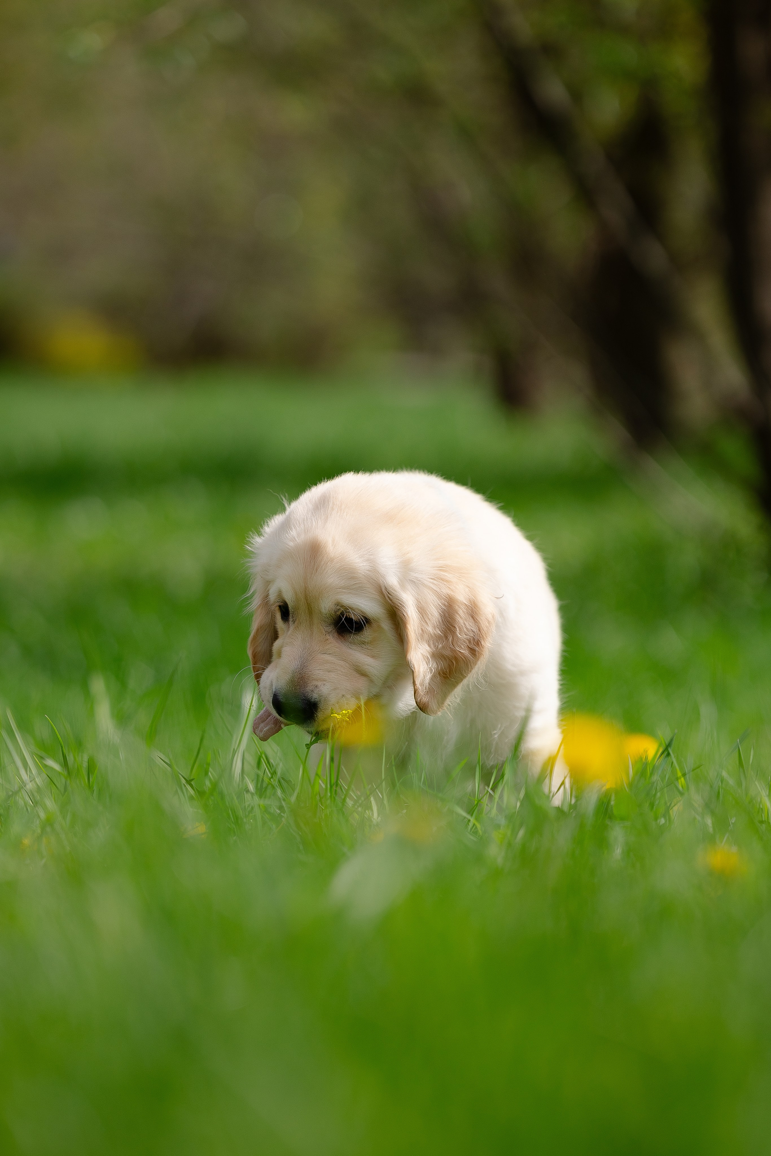 Голден ретривер. Фотограф и видеограф анималист Аганина Дарья