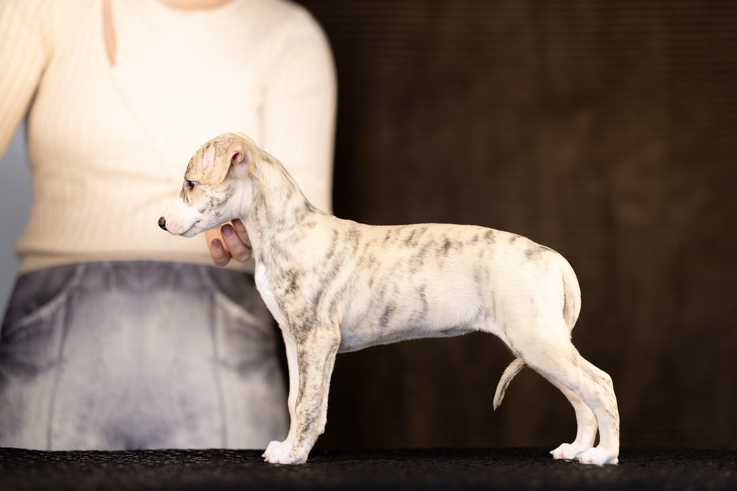 Уиппет. Фотограф и видеограф анималист Аганина Дарья