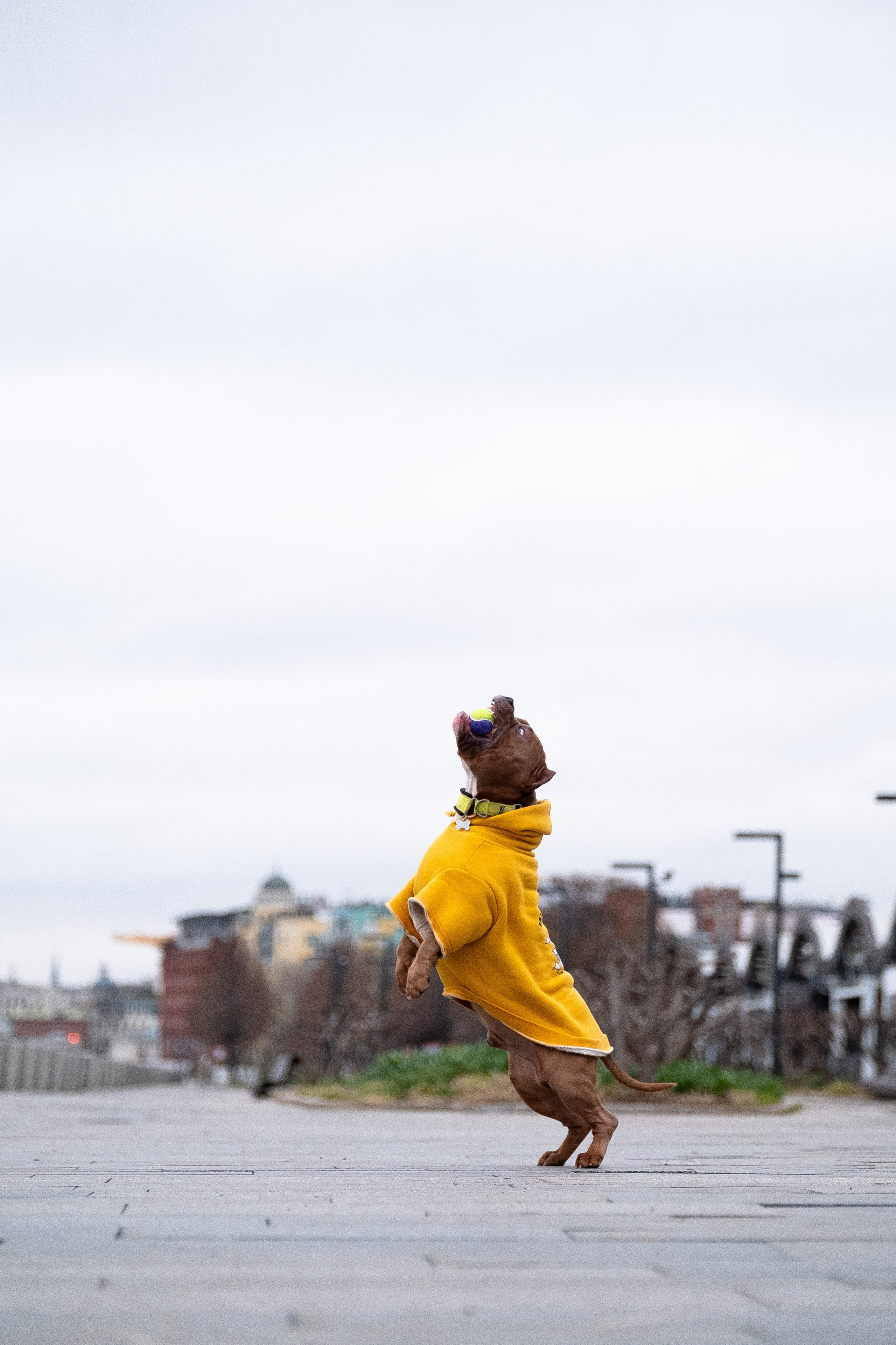 Спай и его семья. Фотограф и видеограф анималист Аганина Дарья