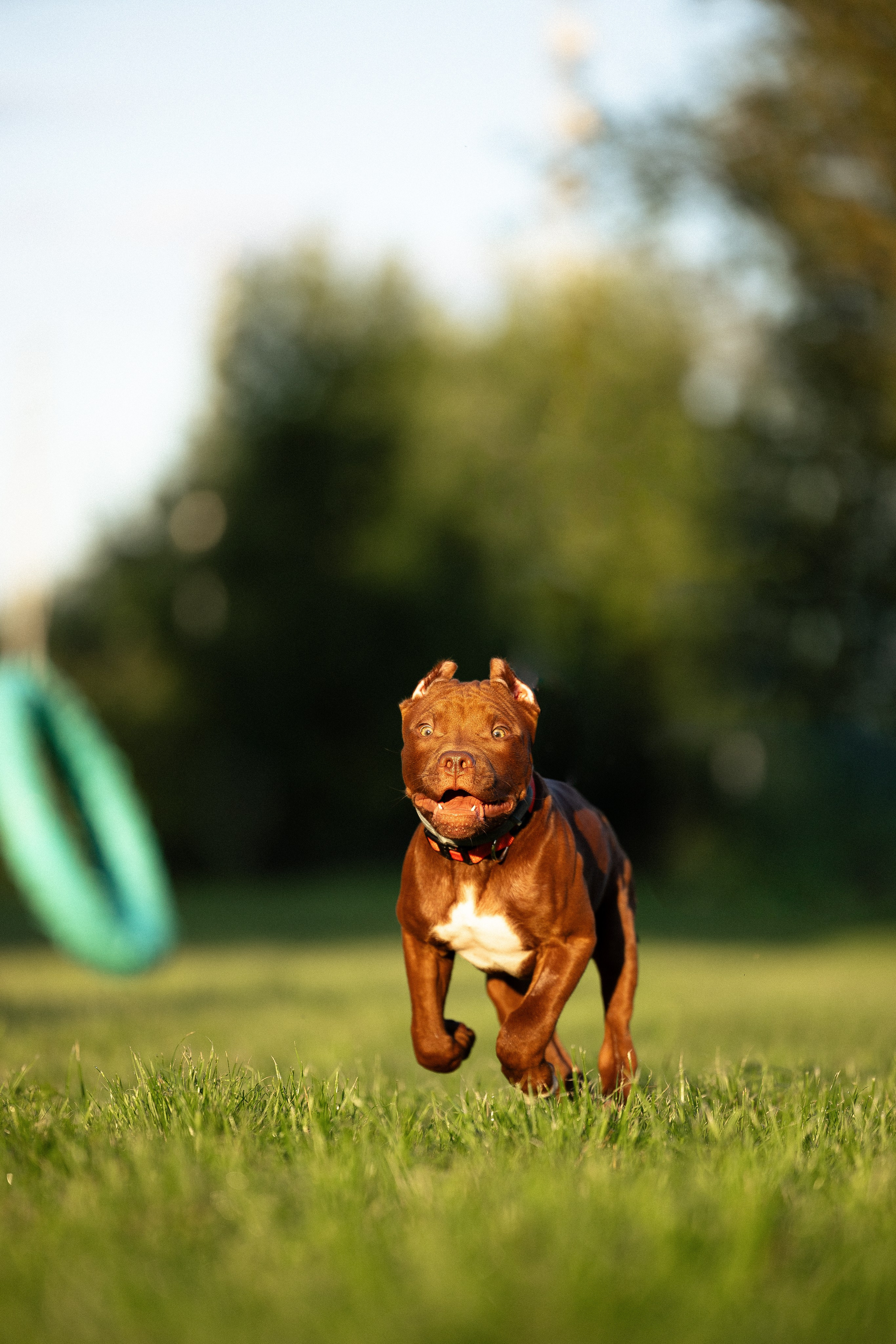 Елена и Хан. Фотограф и видеограф анималист Аганина Дарья