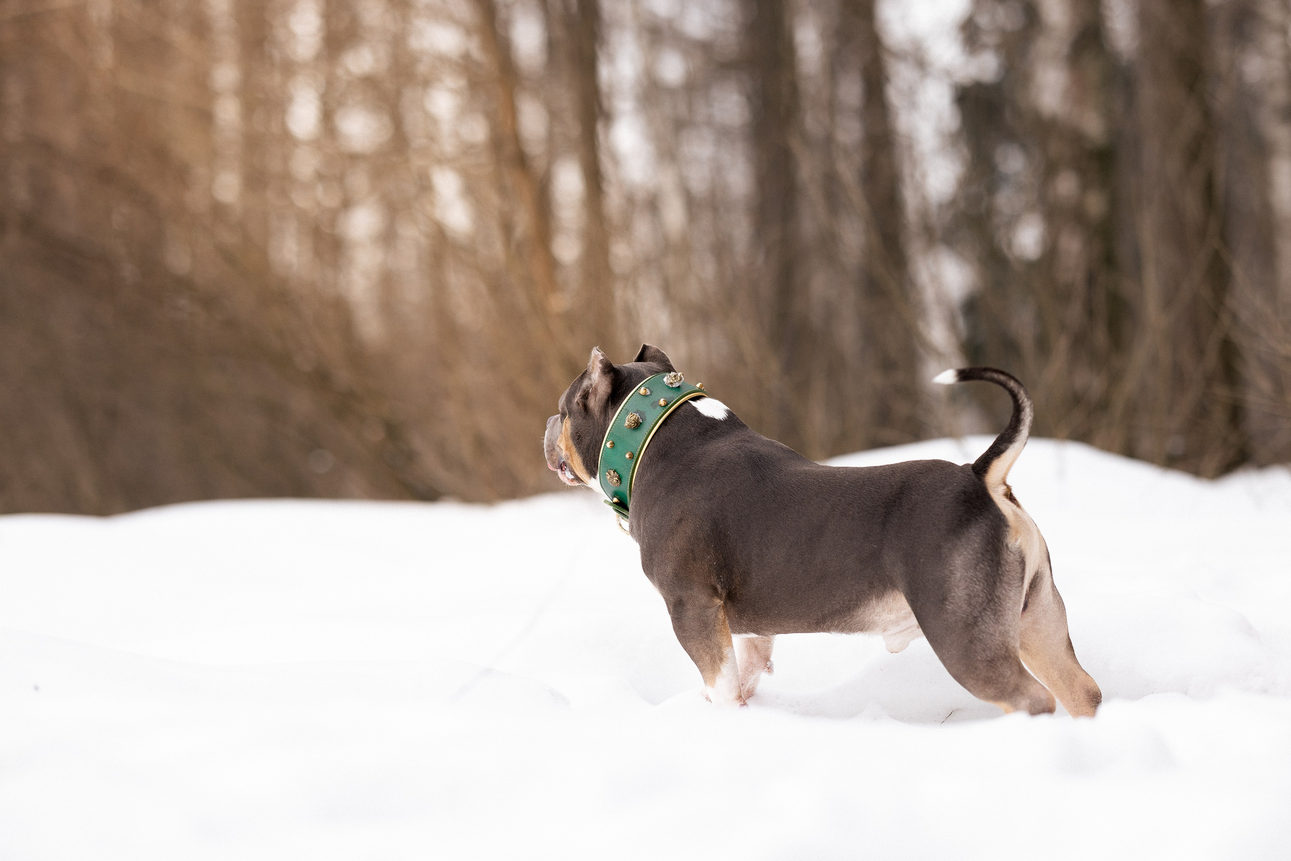 Лера и Наган. Фотограф и видеограф анималист Аганина Дарья