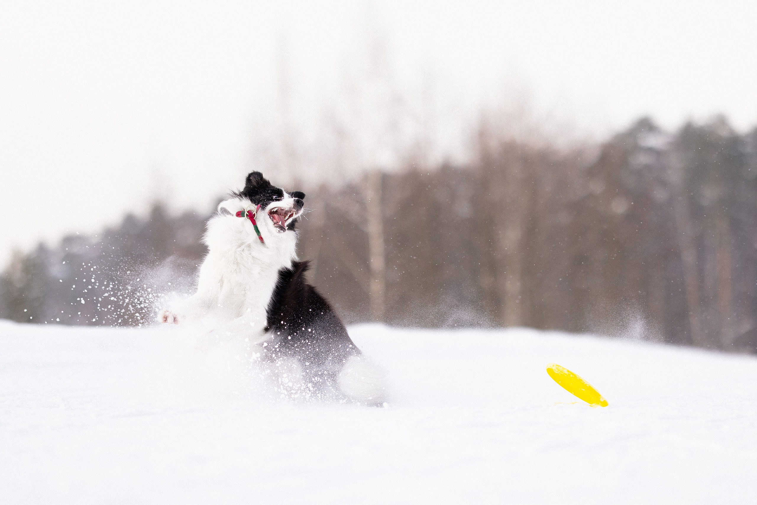 Лилия, Алексей и Ариана. Фотограф и видеограф анималист Аганина Дарья