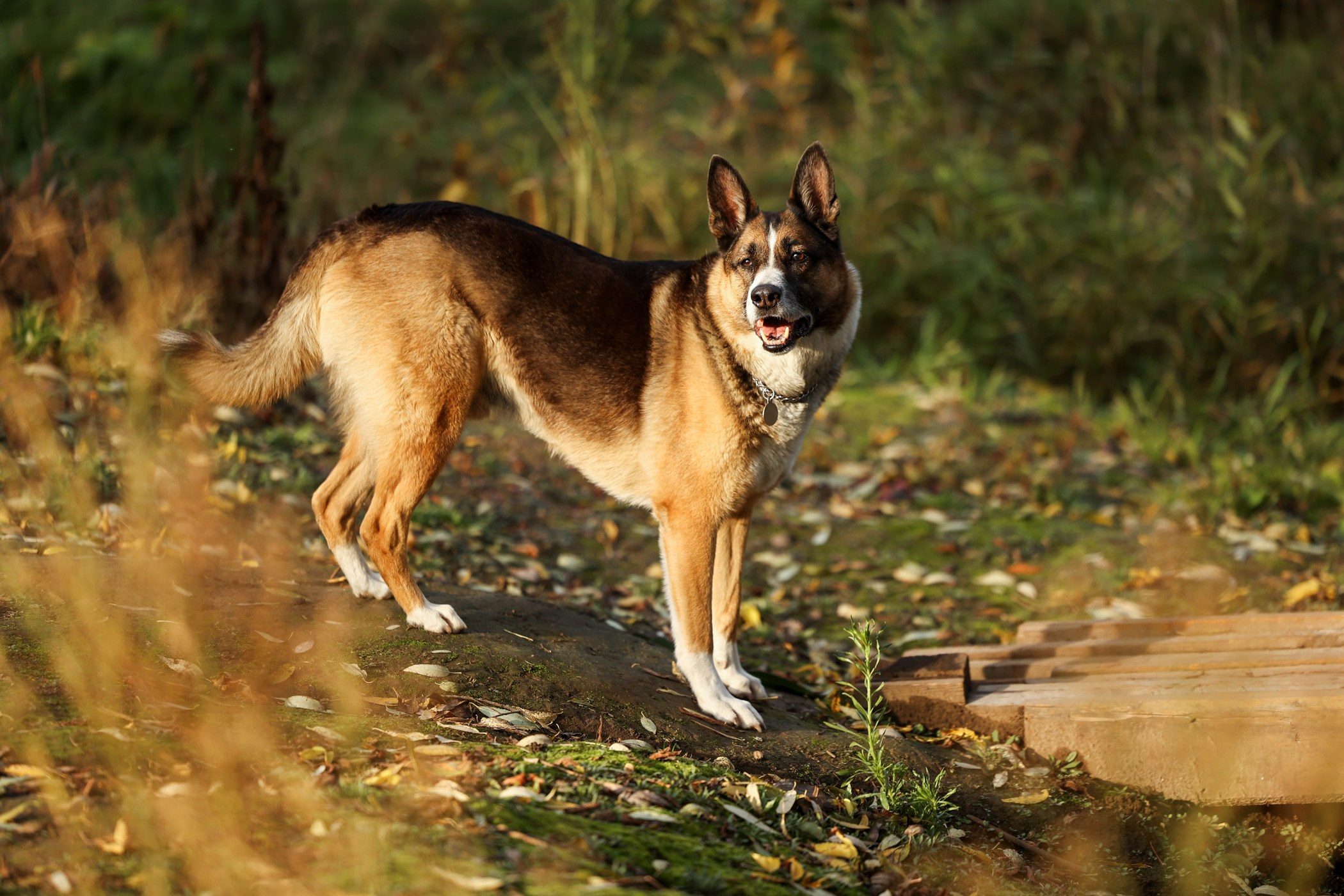 Прогулка на природе. Фотограф-анималист Полина Колкова | Москва