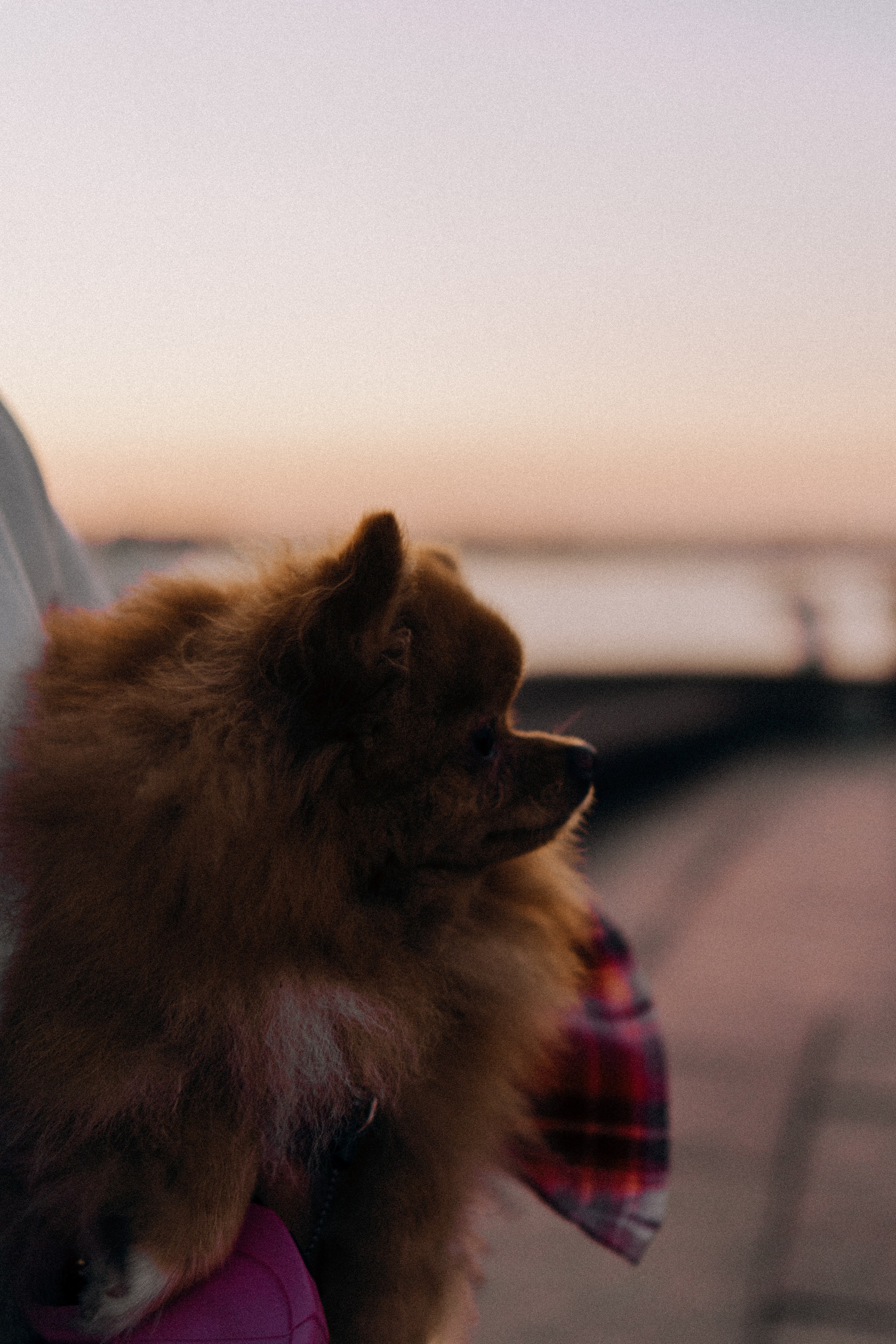 РАССВЕТНАЯ ИСТОРИЯ. Профессиональный фотограф, Санкт-Петербург — Виктория Богомолова