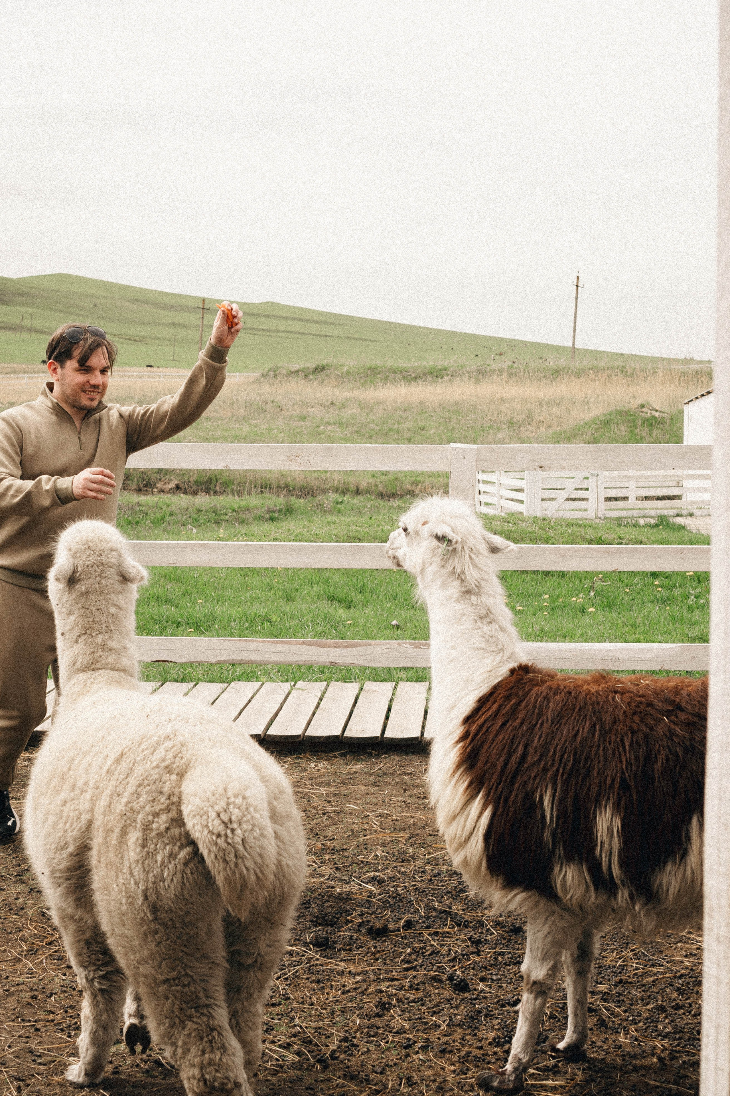 Ферма Альпак. Профессиональный фотограф, Санкт-Петербург — Виктория Богомолова