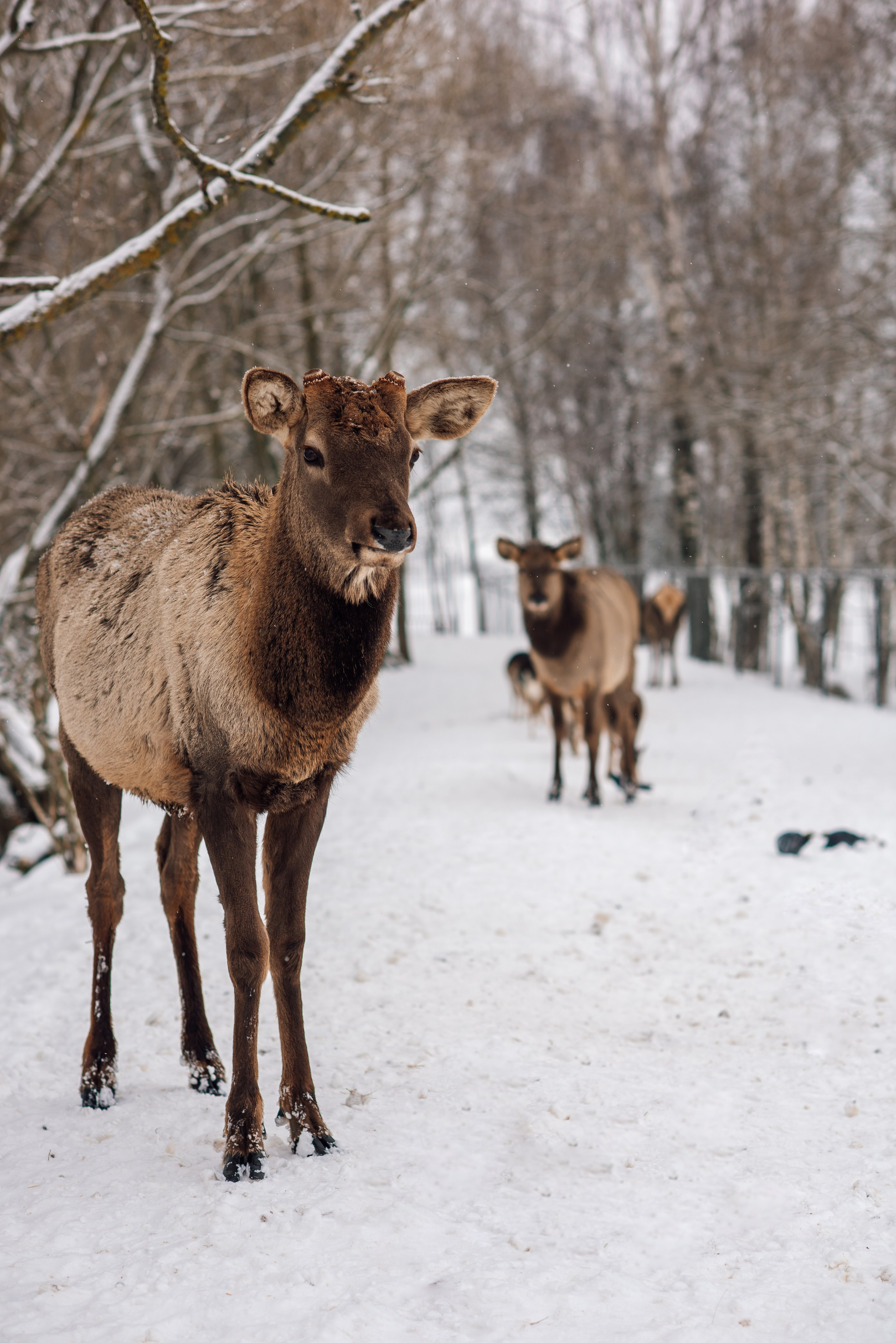Зимняя парфорсная охота. Фотограф Диана Вальтер
