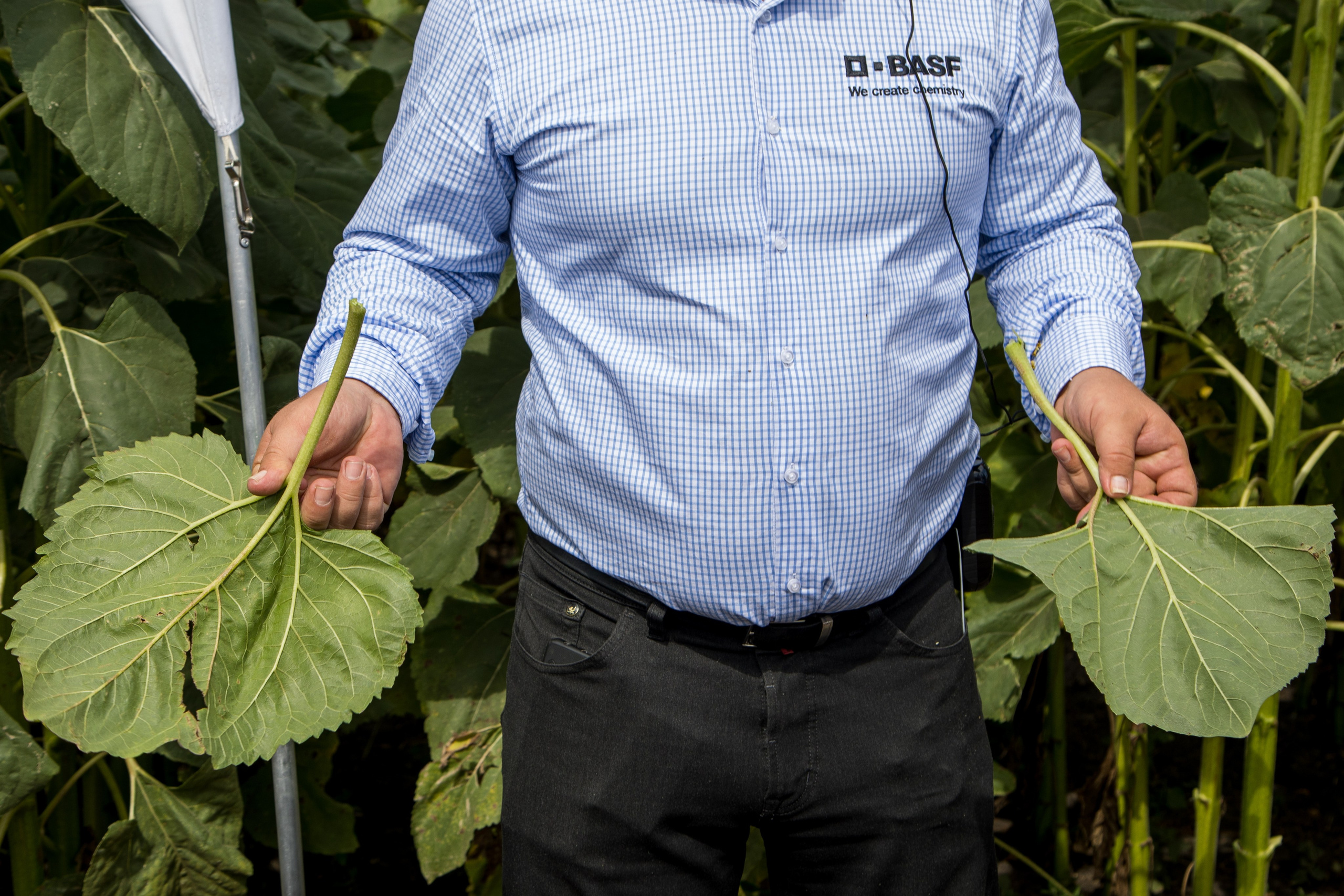 Решения для сельского хозяйства BASF 16.08.2022. Владислав Волков | Фотография и видеосъемка в Воронеже