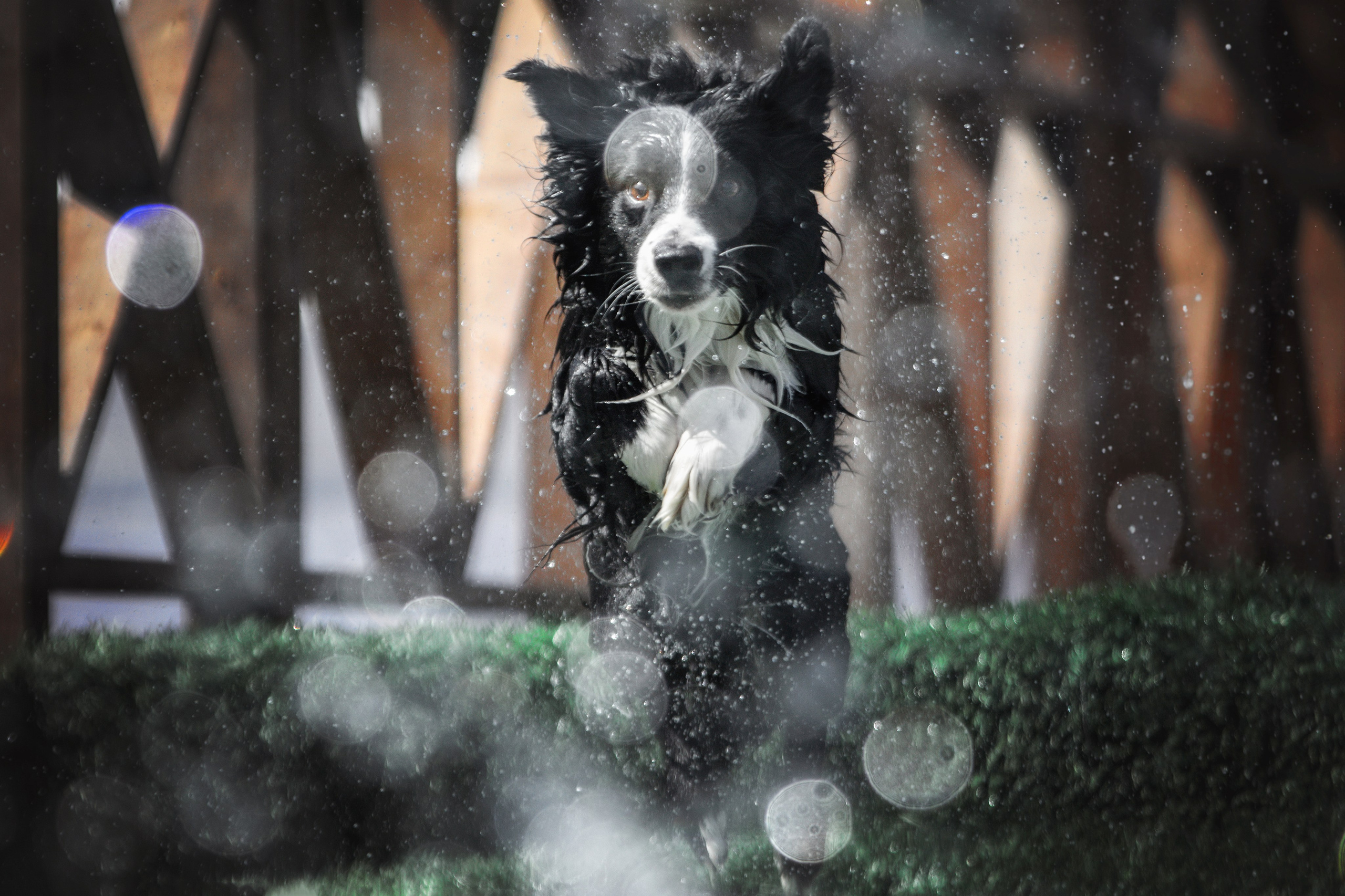 Собаки. Фотограф-анималист Юлия Зубкова