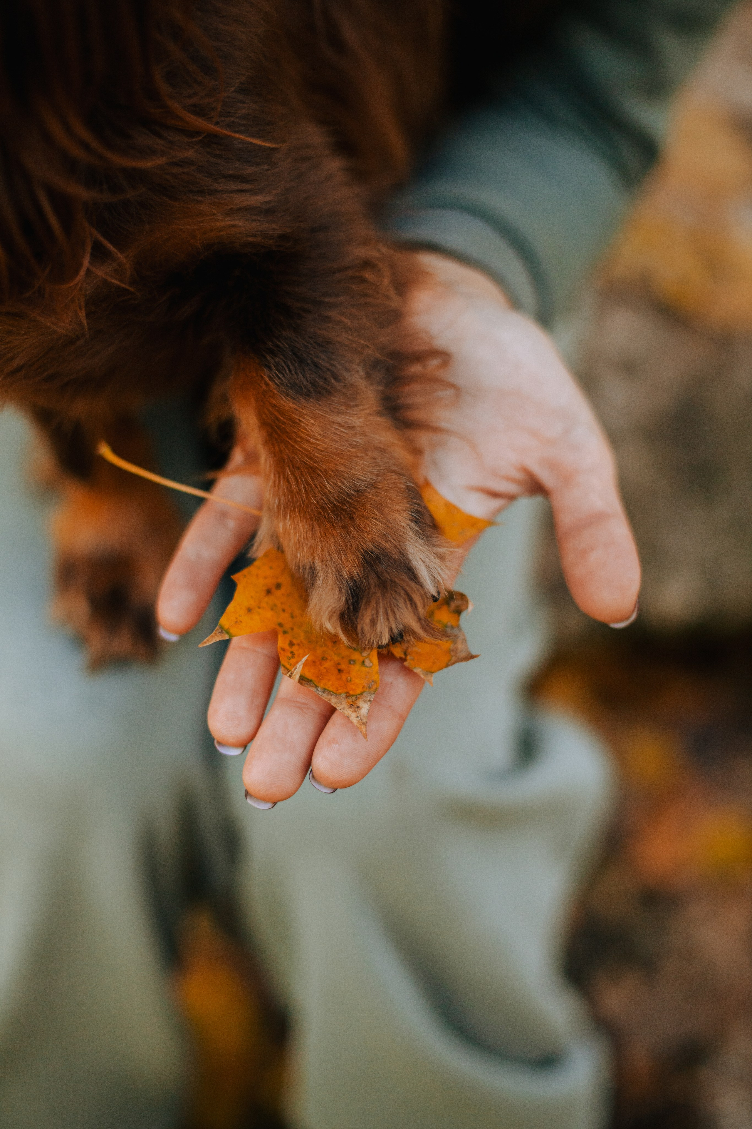 Света, Хайди, Богдана. Фотограф-анималист Татьяна Степанова