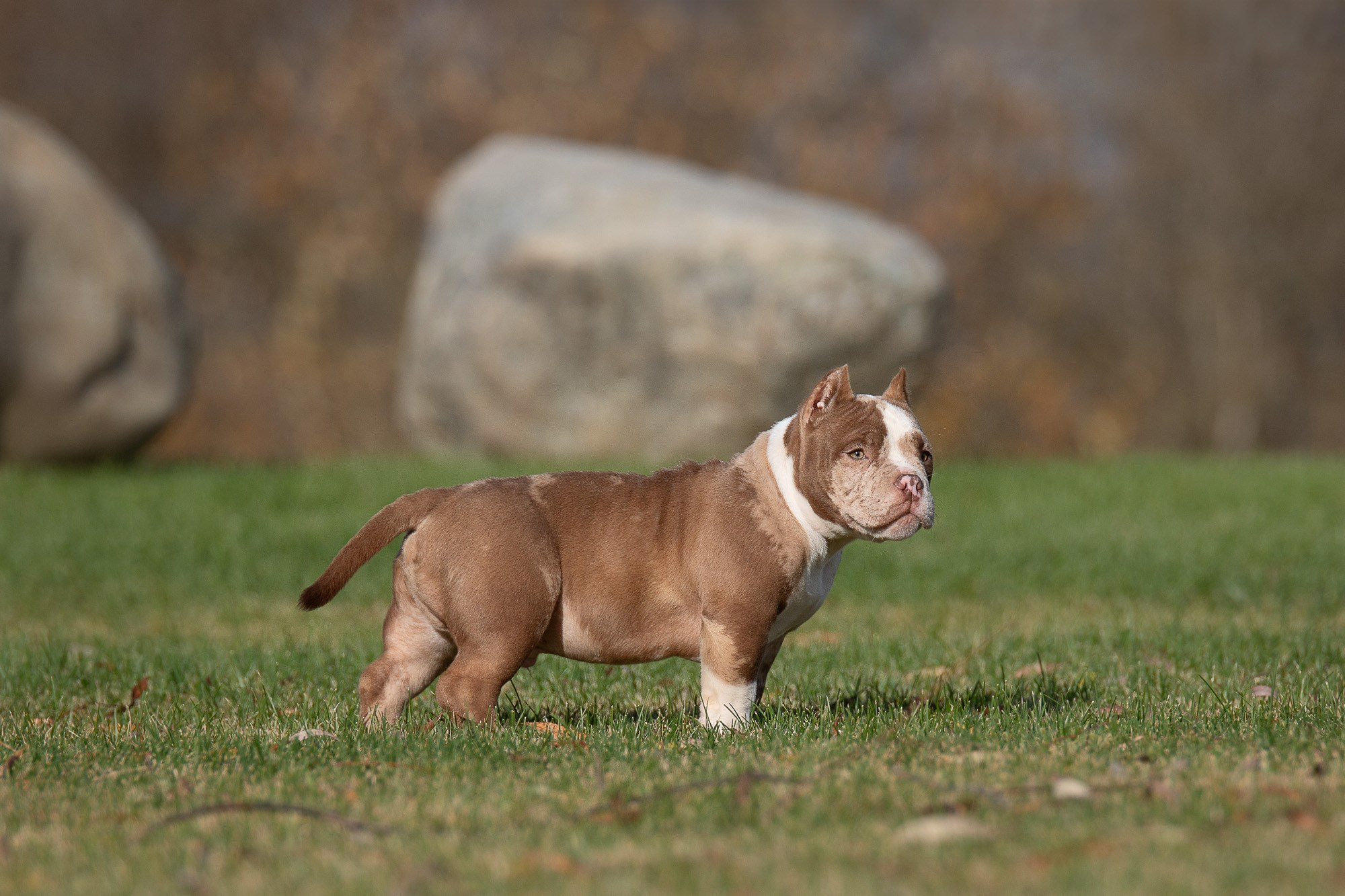 Американский Булли. Фотограф анималист, семейный фотограф, фотограф собак Комратова Мария. г. Москва