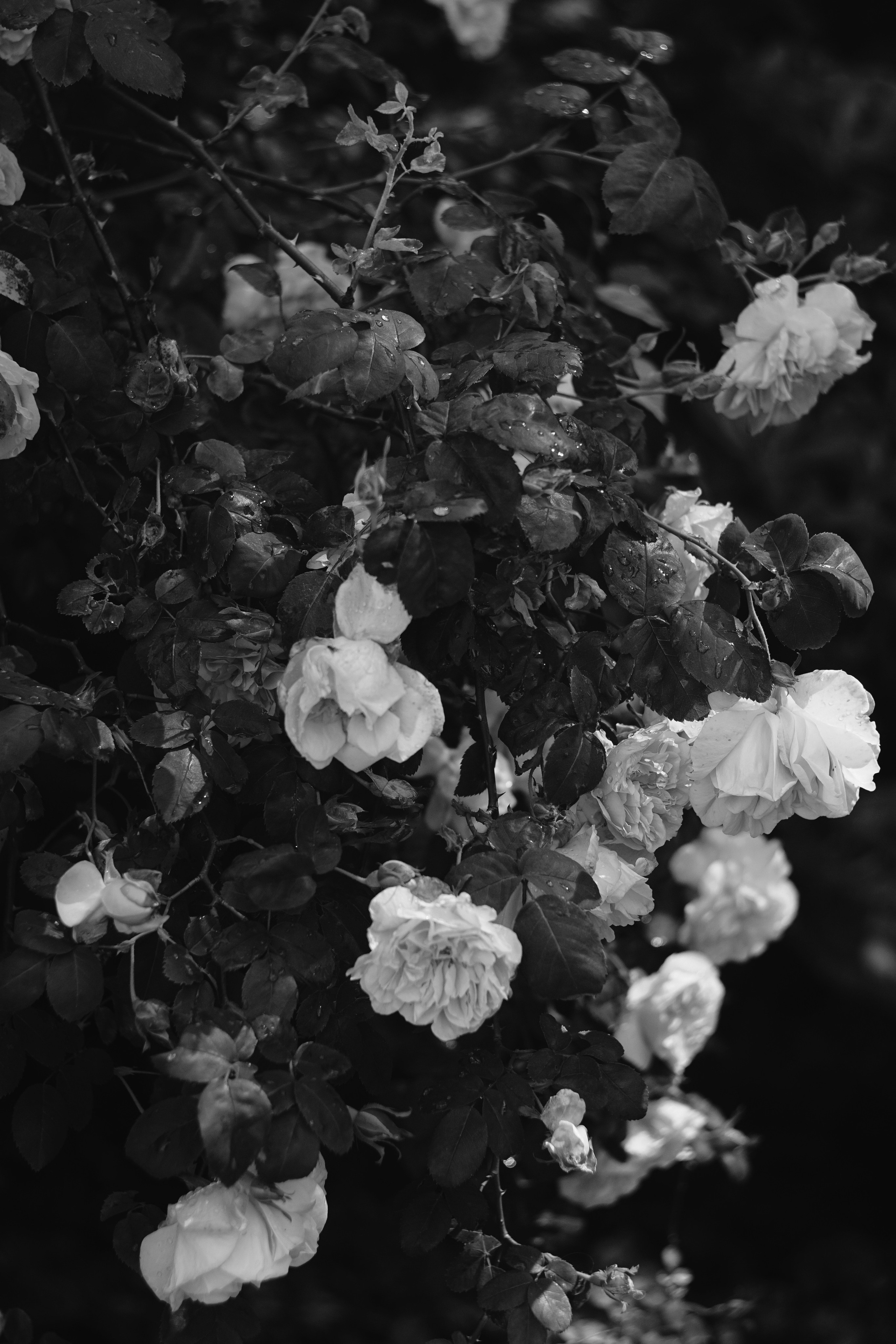 Visual poetry. Фотограф Lisa Polyakova