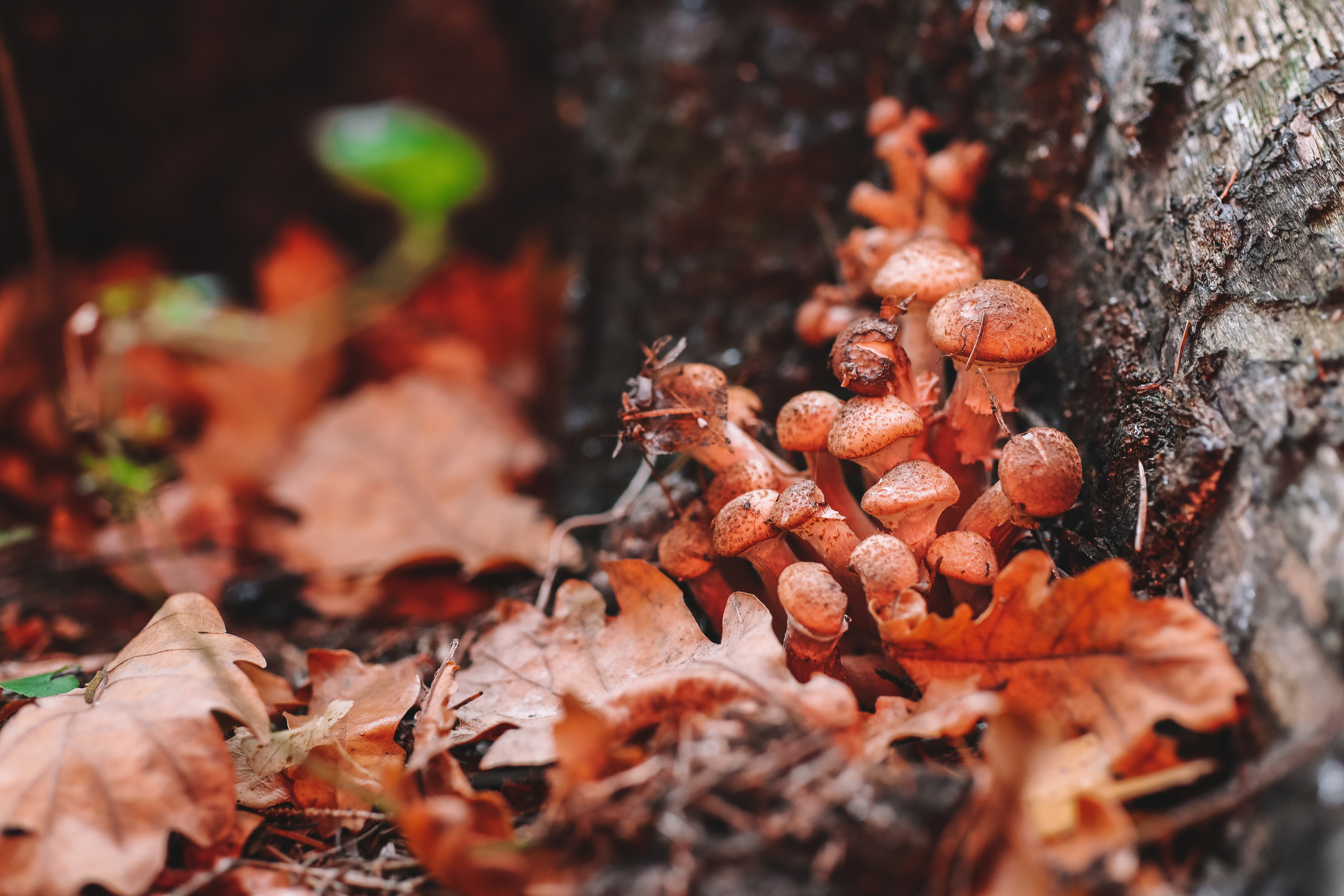Осенние цветы. Портретный фотограф в Москве Анастасия Потёмкина