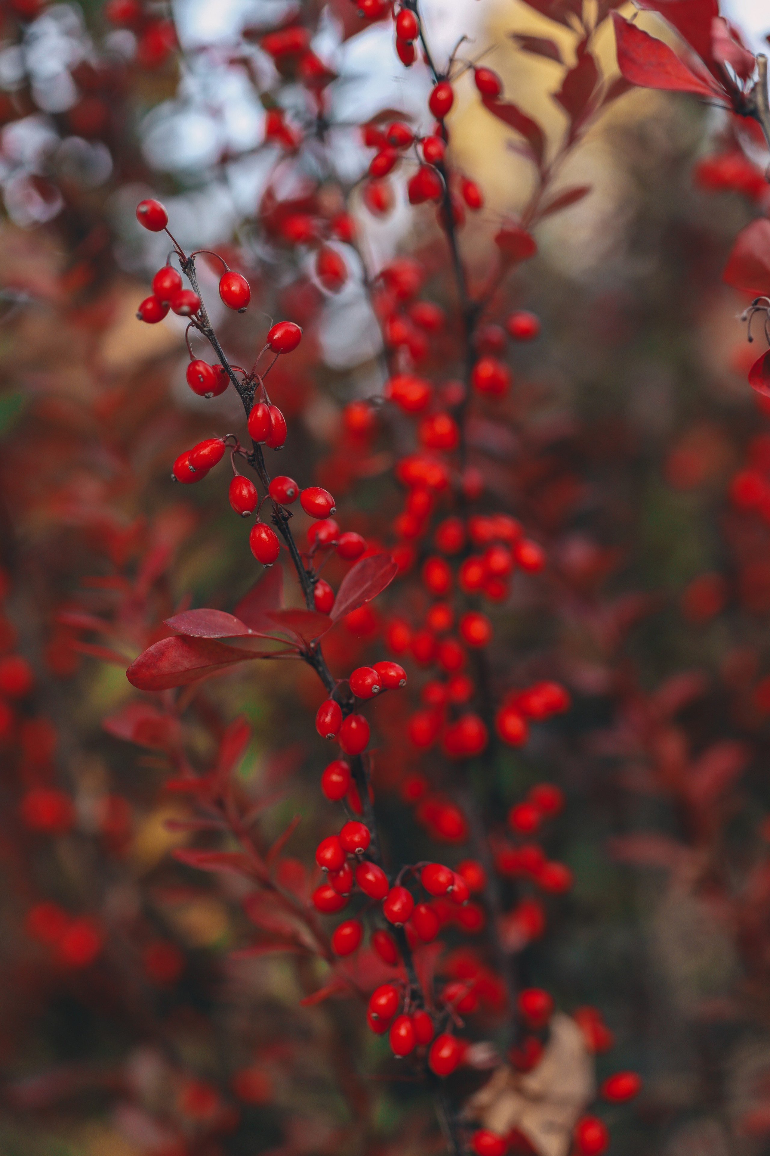 Осенние цветы. Портретный фотограф в Москве Анастасия Потёмкина