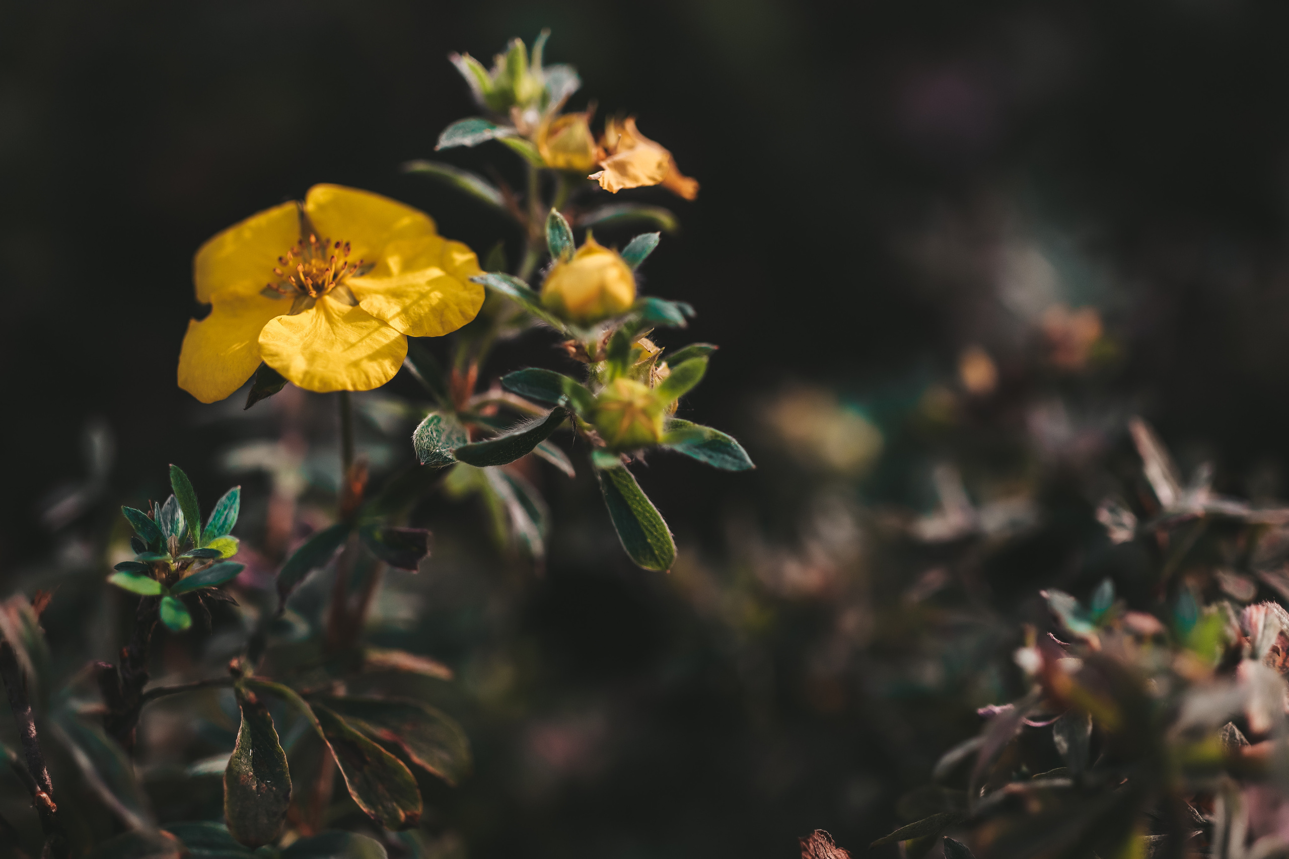 Осенние цветы. Портретный фотограф в Москве Анастасия Потёмкина