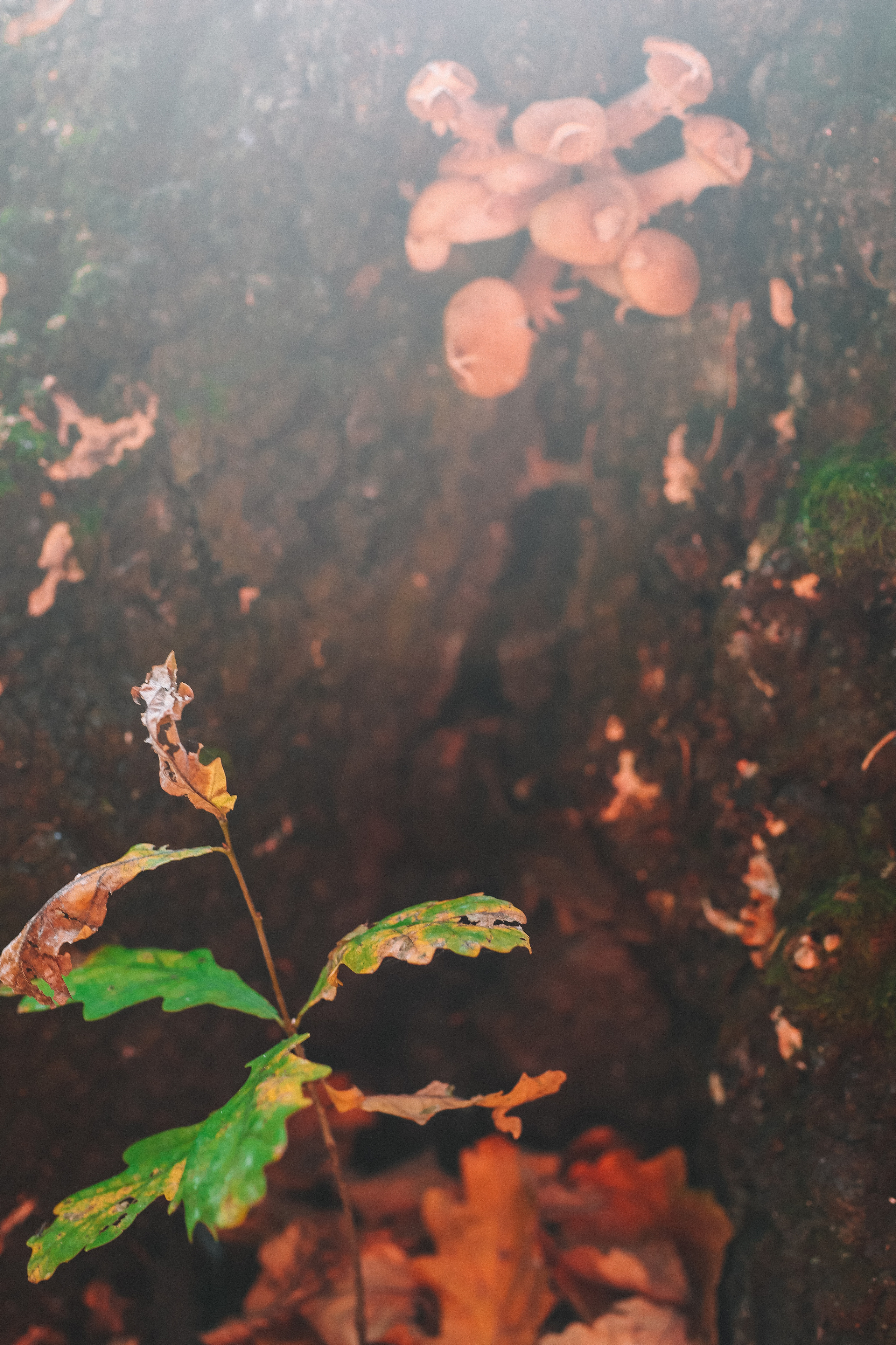 Осенние цветы. Портретный фотограф в Москве Анастасия Потёмкина