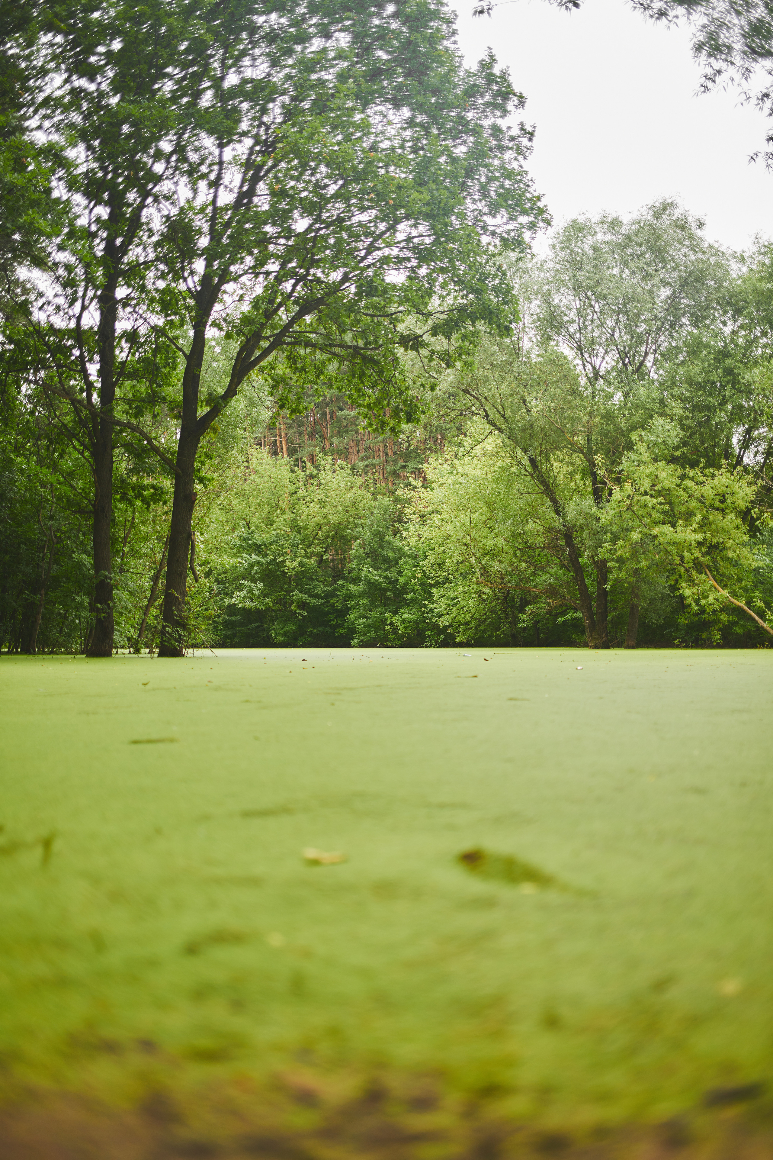 Мещерский лес. Портретный фотограф в Москве Анастасия Потёмкина