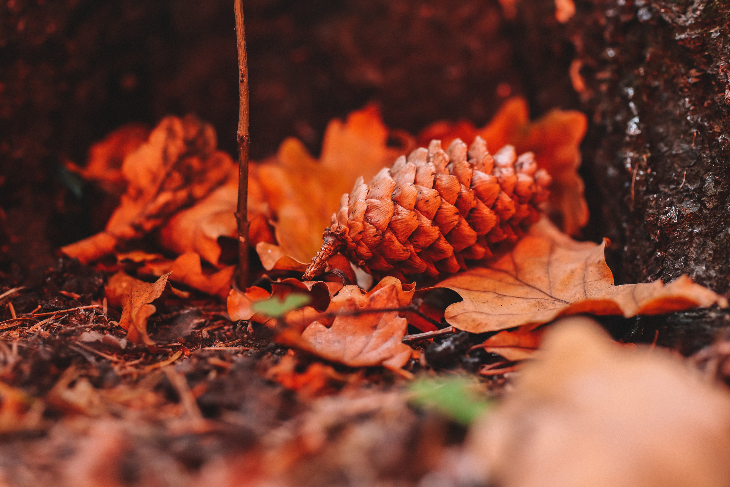 Осенние цветы. Портретный фотограф в Москве Анастасия Потёмкина